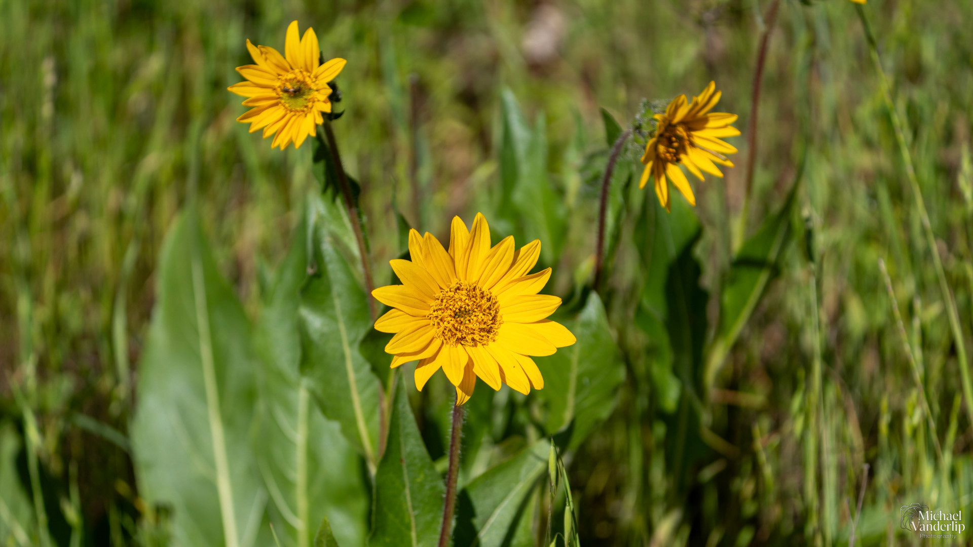 Narrow Leaf Mule's Ear along the Lower Table Rock Trail, Central Point, Oregon.