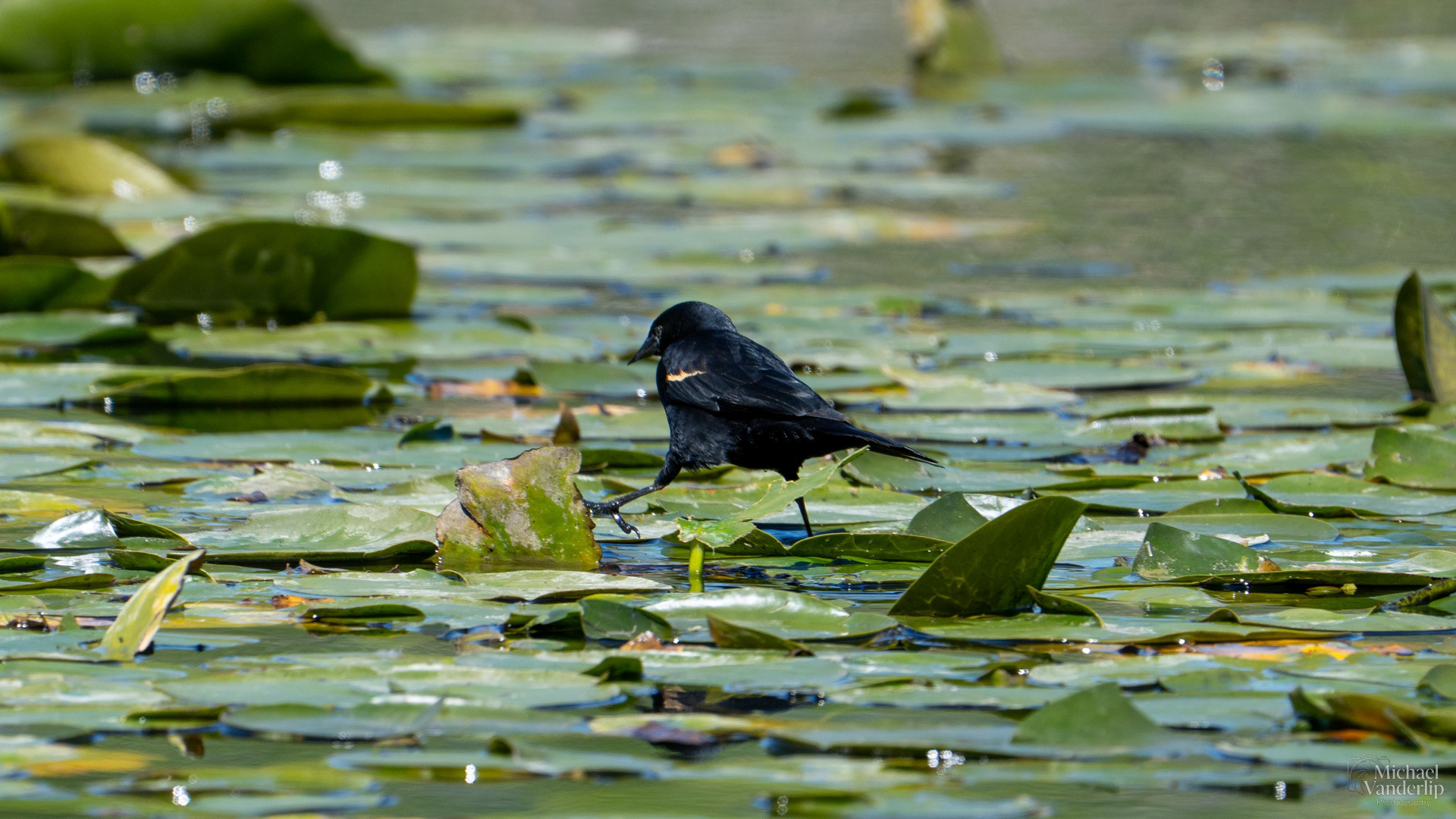 Red Winged Black Bird along the Bear Creek Greenway near Talent, Oregon.