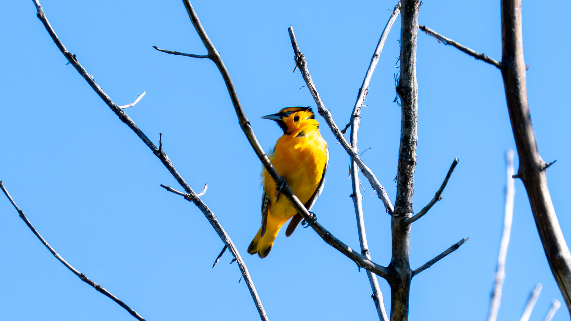 Bullock's Oriole along the Bear Creek Greenway near Talent, Oregon.