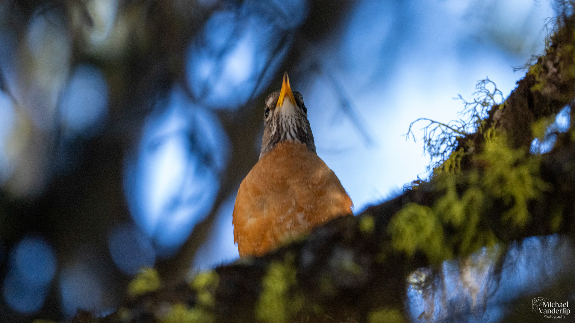 American Robin along the Pacific Crest Trail near Mt. Ashland, Oregon.