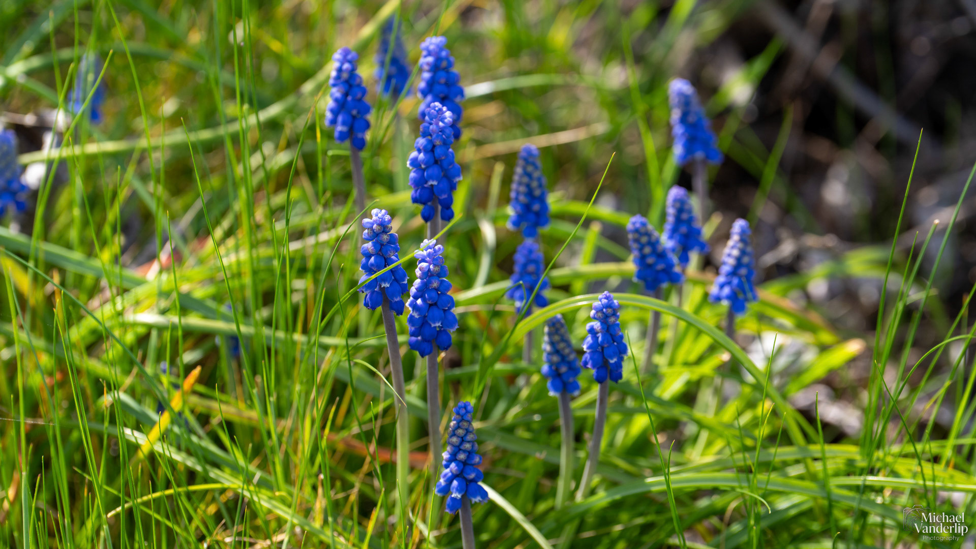 Grape Hyacinth along the Bear Creek Greenway near Talent, Oregon.