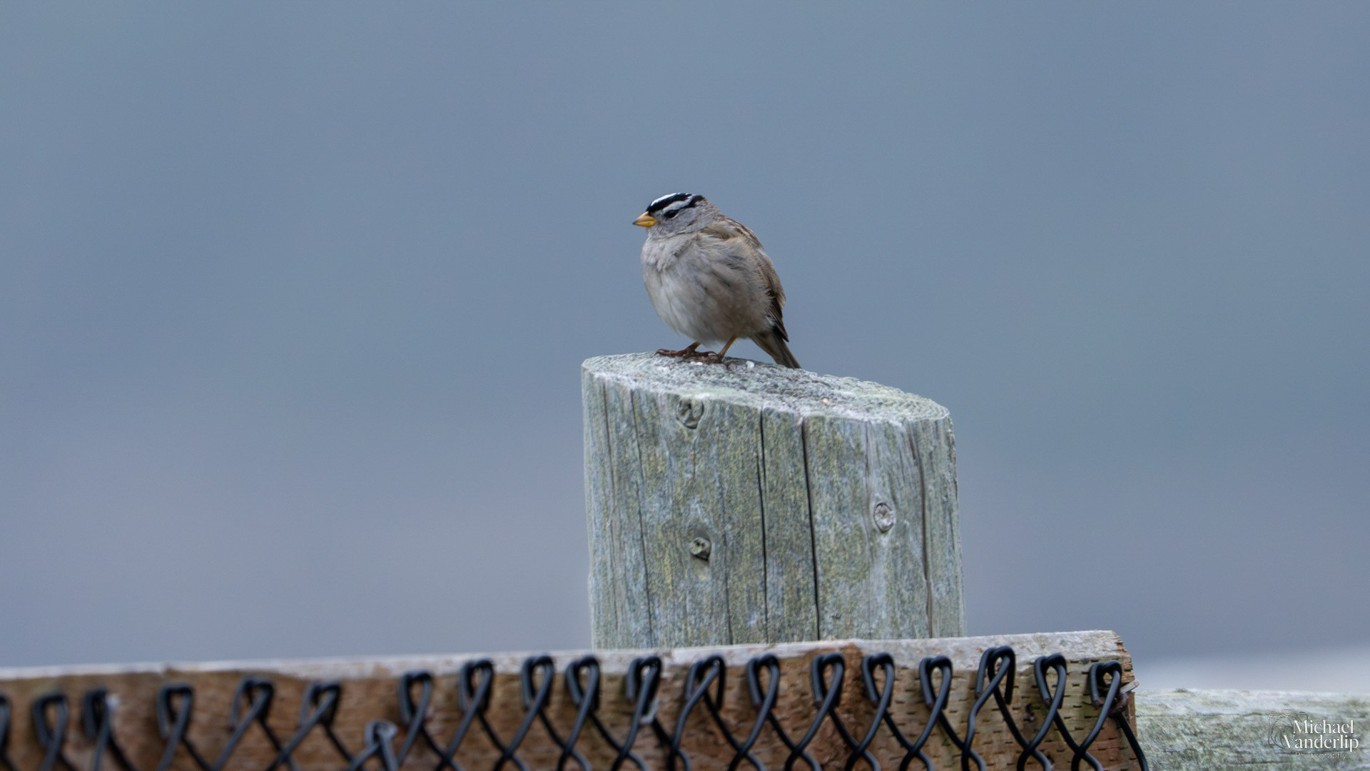 White-Crowned Sparrow along the coast at Depoe. Bay, Oregon.