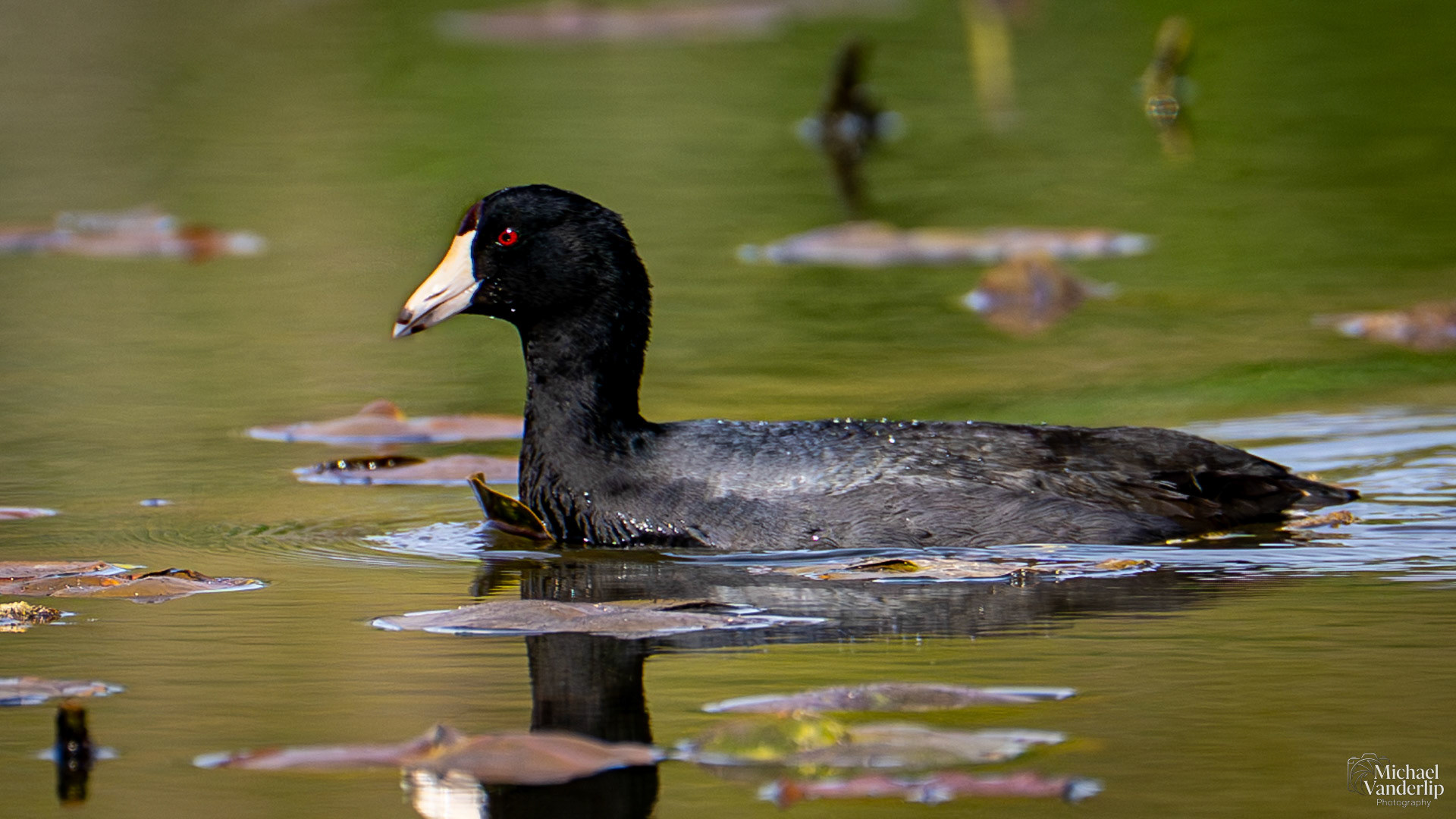 American Coot along the Bear Creek Greenway near Talent, Oregon.