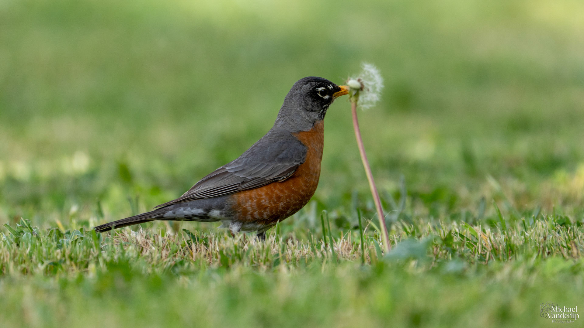 American Robin along the Bear Creek Greenway near Talent, Oregon.