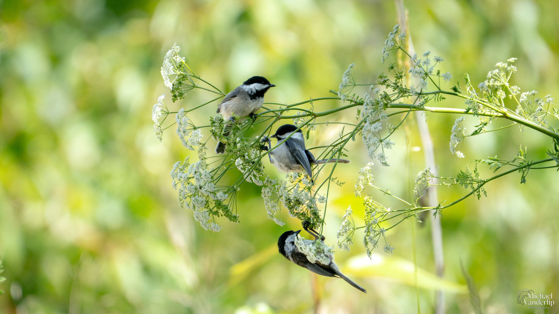 Black-Capped Chickadee along the Bear Creek Greenway near Talent, Oregon.