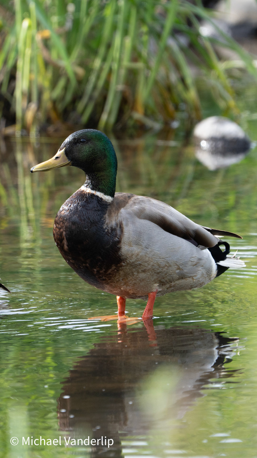 Mallard Duck along the Bear Creek Greenway near Talent, Oregon.