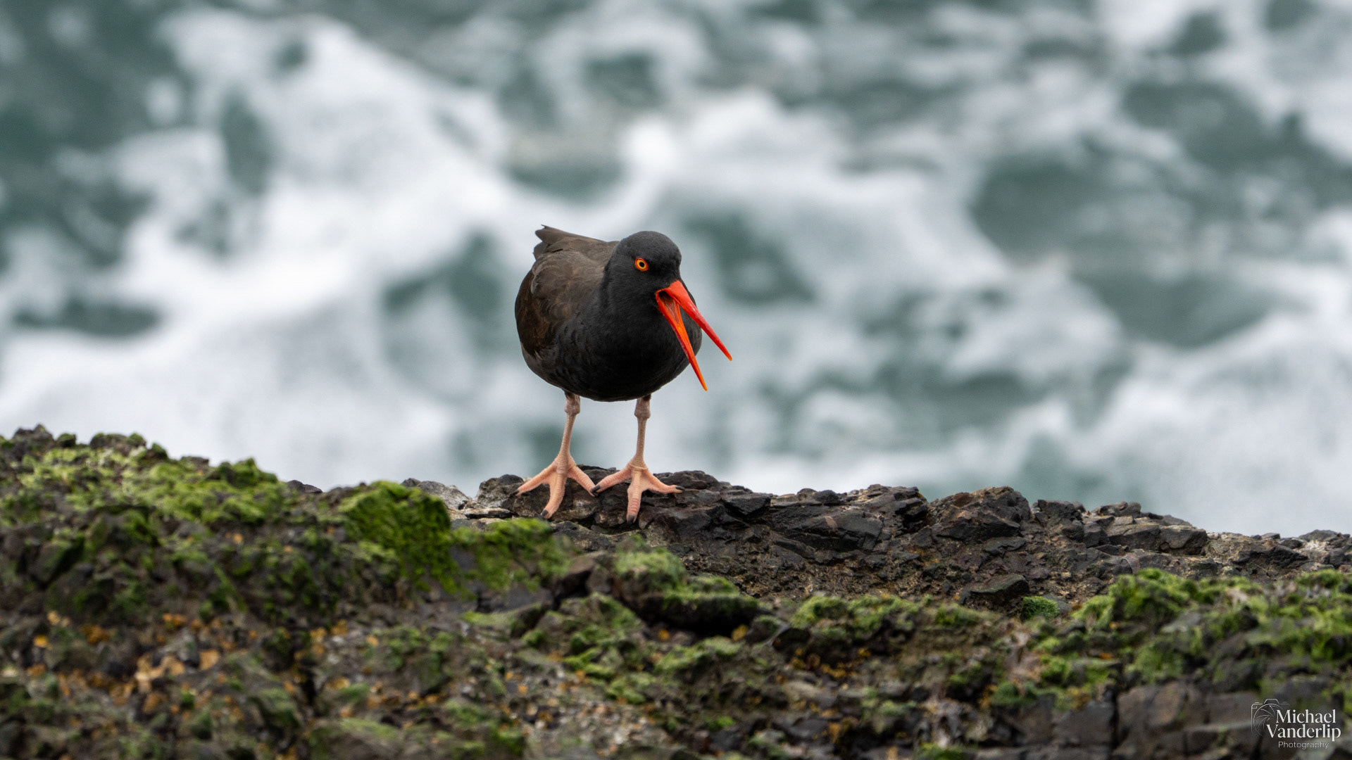Black Oystercatcher on the coast, Depoe Bay, Oregon.