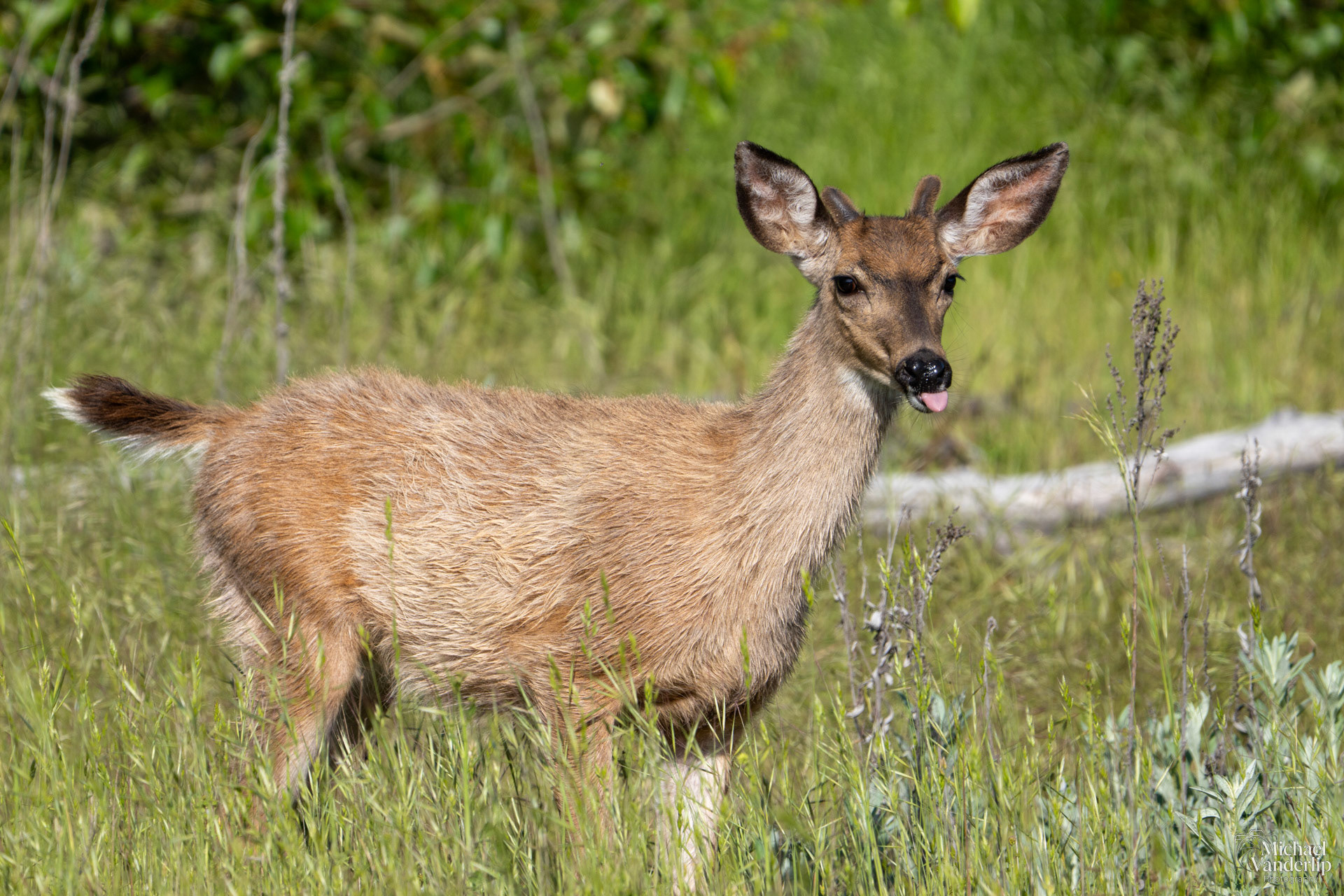 Black Tail Deer along the Bear Creek Greenway near Talent, Oregon.