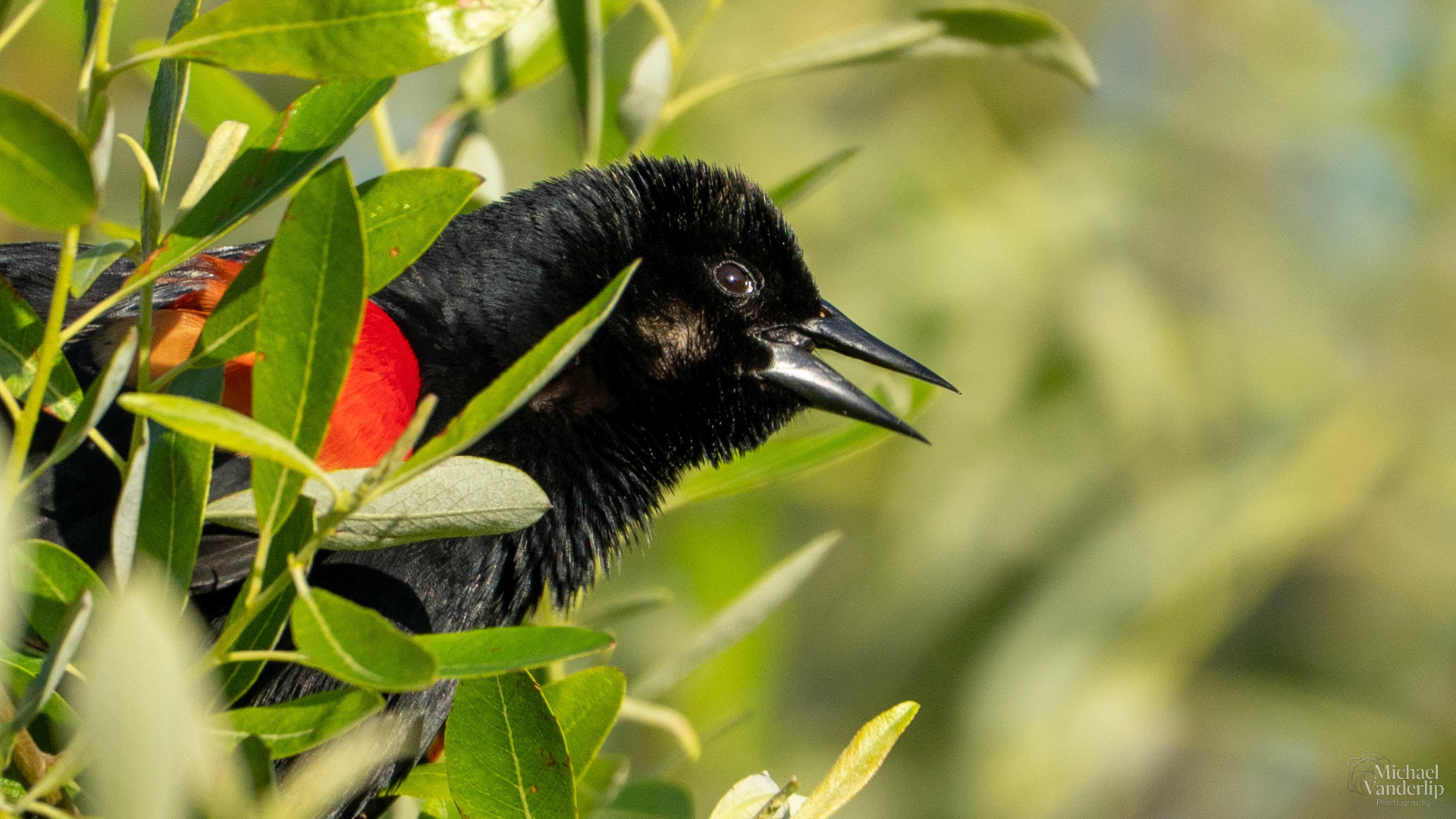 Red Winged Black Bird along the Bear Creek Greenway near Talent, Oregon.