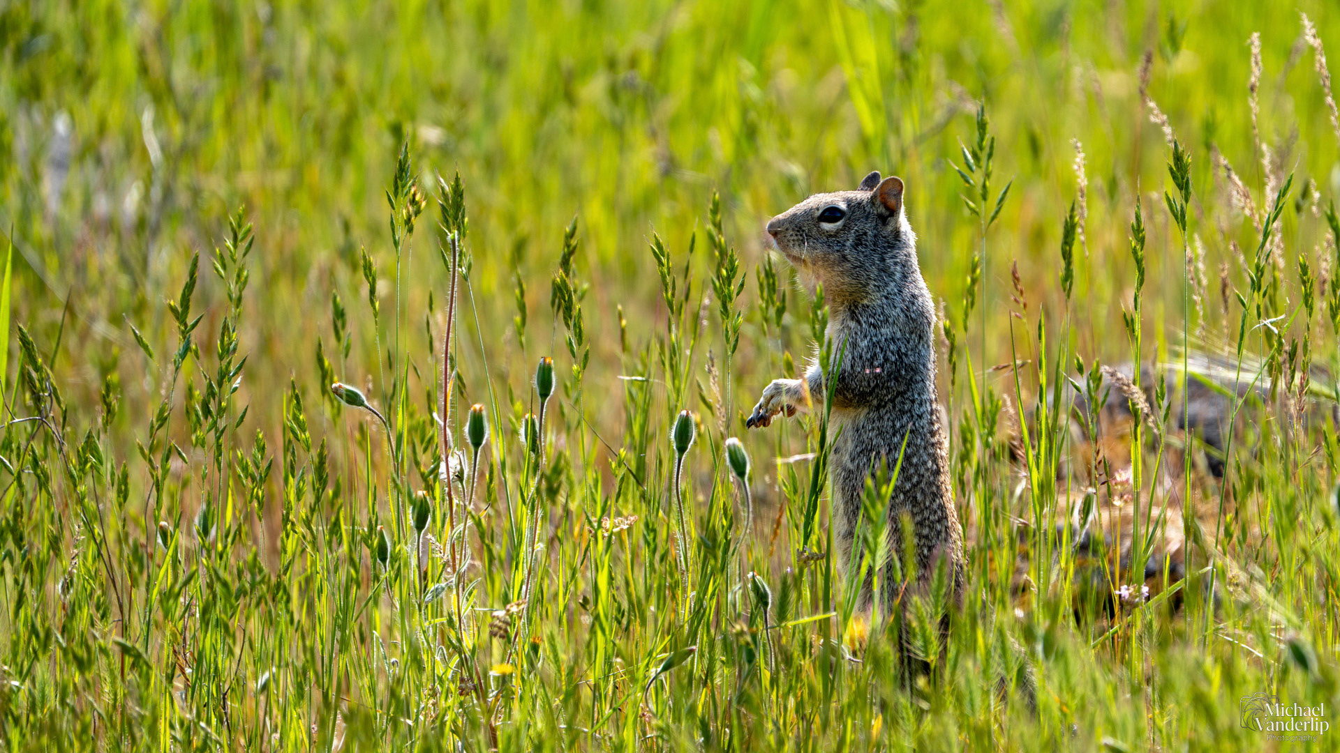 California Ground Squirrel on top of Lower Table Rock, Central Point, Oregon.
