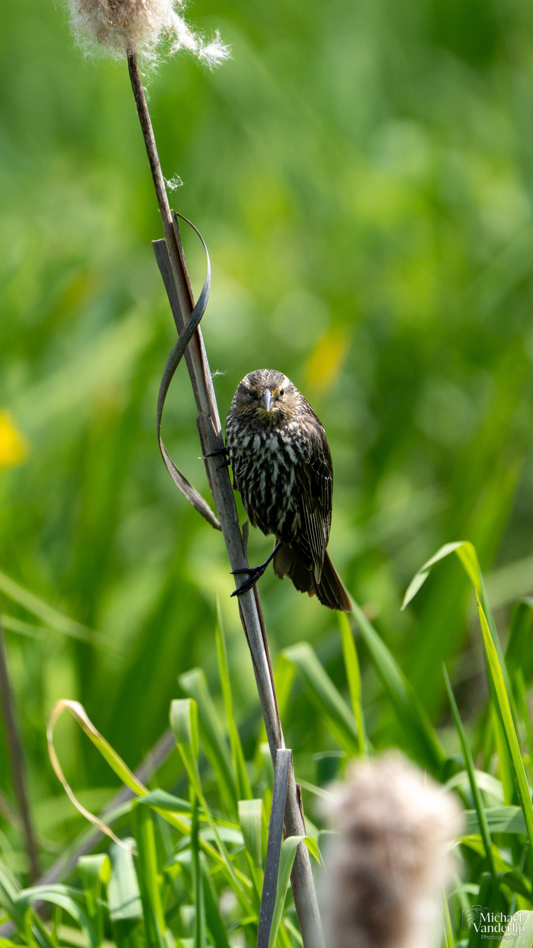 Red Winged Black Bird (female) along the Bear Creek Greenway near Talent, Oregon.