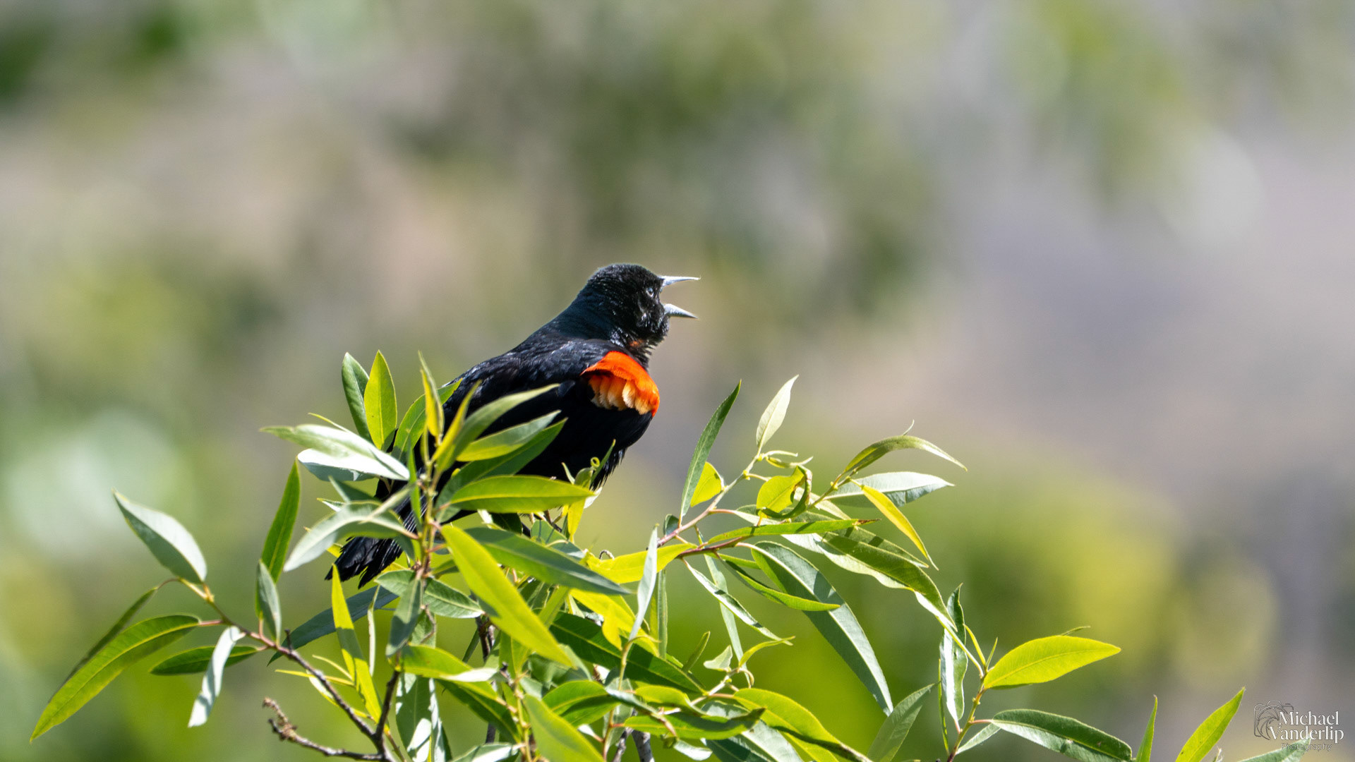 Red-Winged Black Bird along the Bear Creek Greenway near Talent, Oregon.