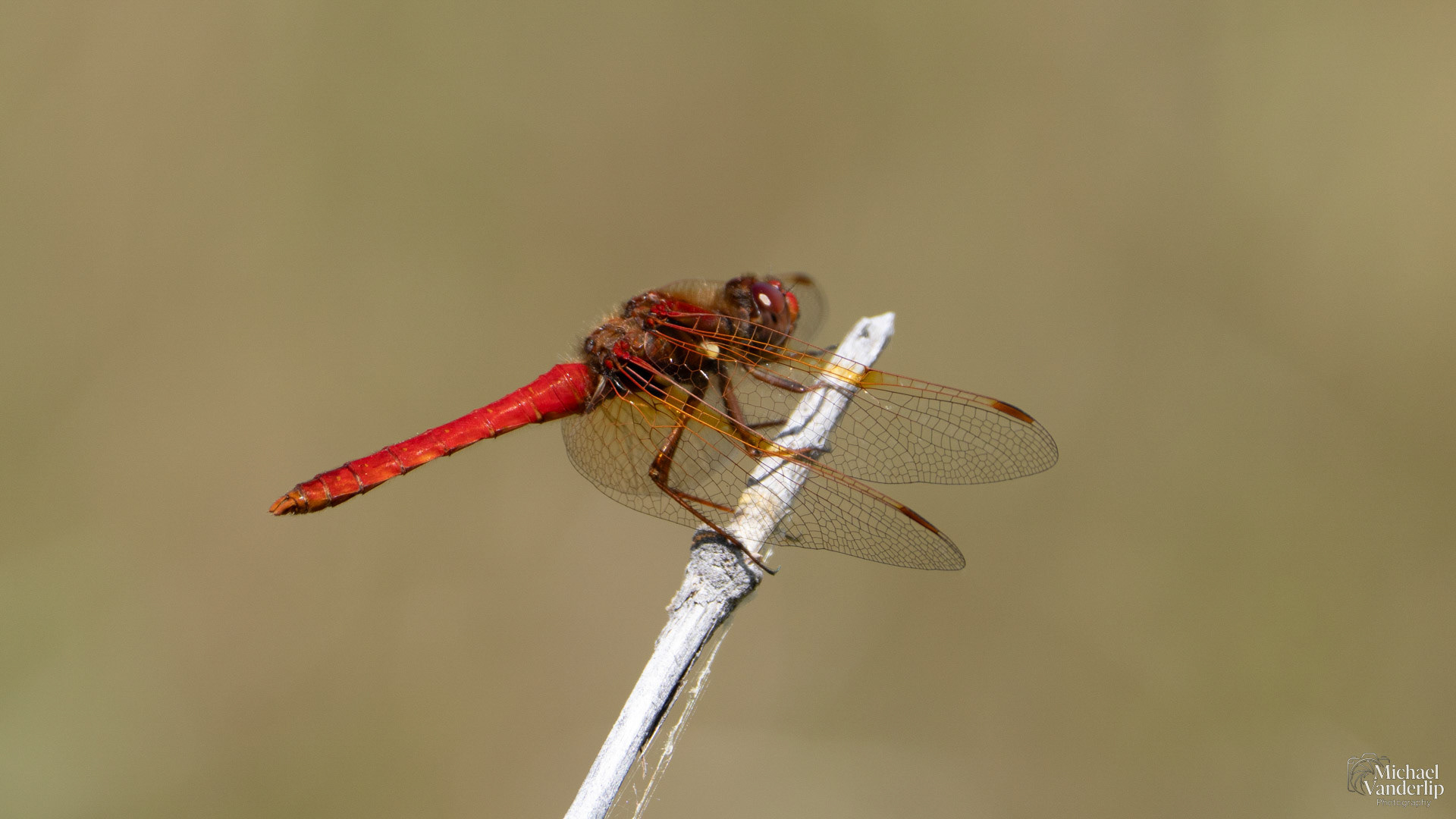Scarlet Dragonfly along the Bear Creek Greenway near Talent, Oregon.