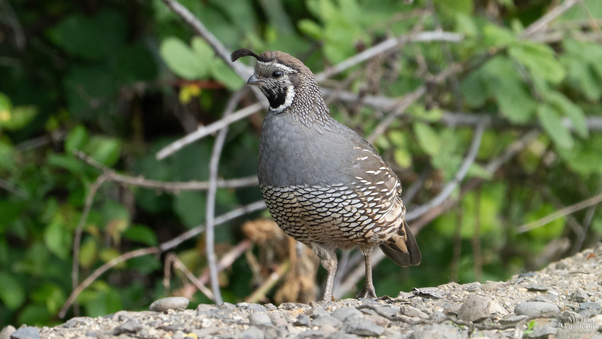 California Quail along the Bear Creek Greenway near Talent, Oregon.
