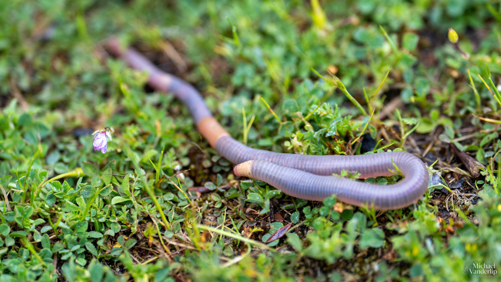 Earthworm along the Bear Creek Greenway near Talent, Oregon.