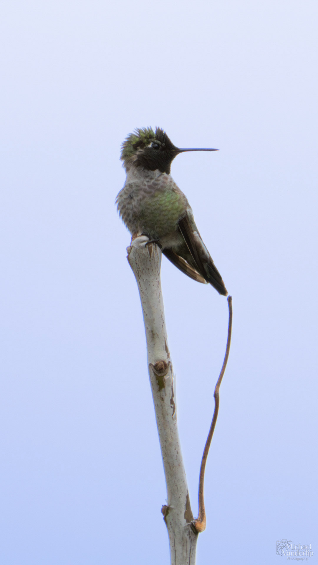 Anna's Hummingbird along the Bear Creek Greenway near Talent, Oregon.