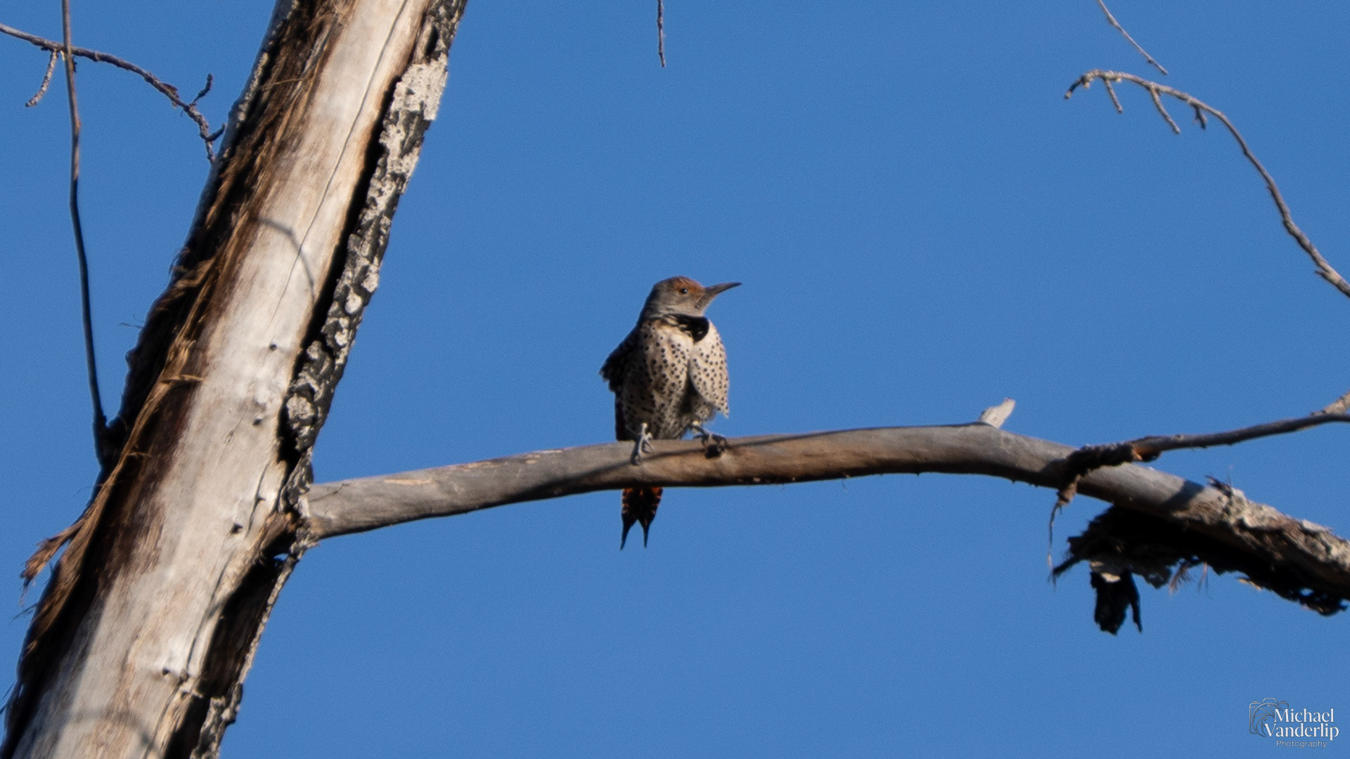 Northern Flicker along the Bear Creek Greenway near Talent, Oregon.