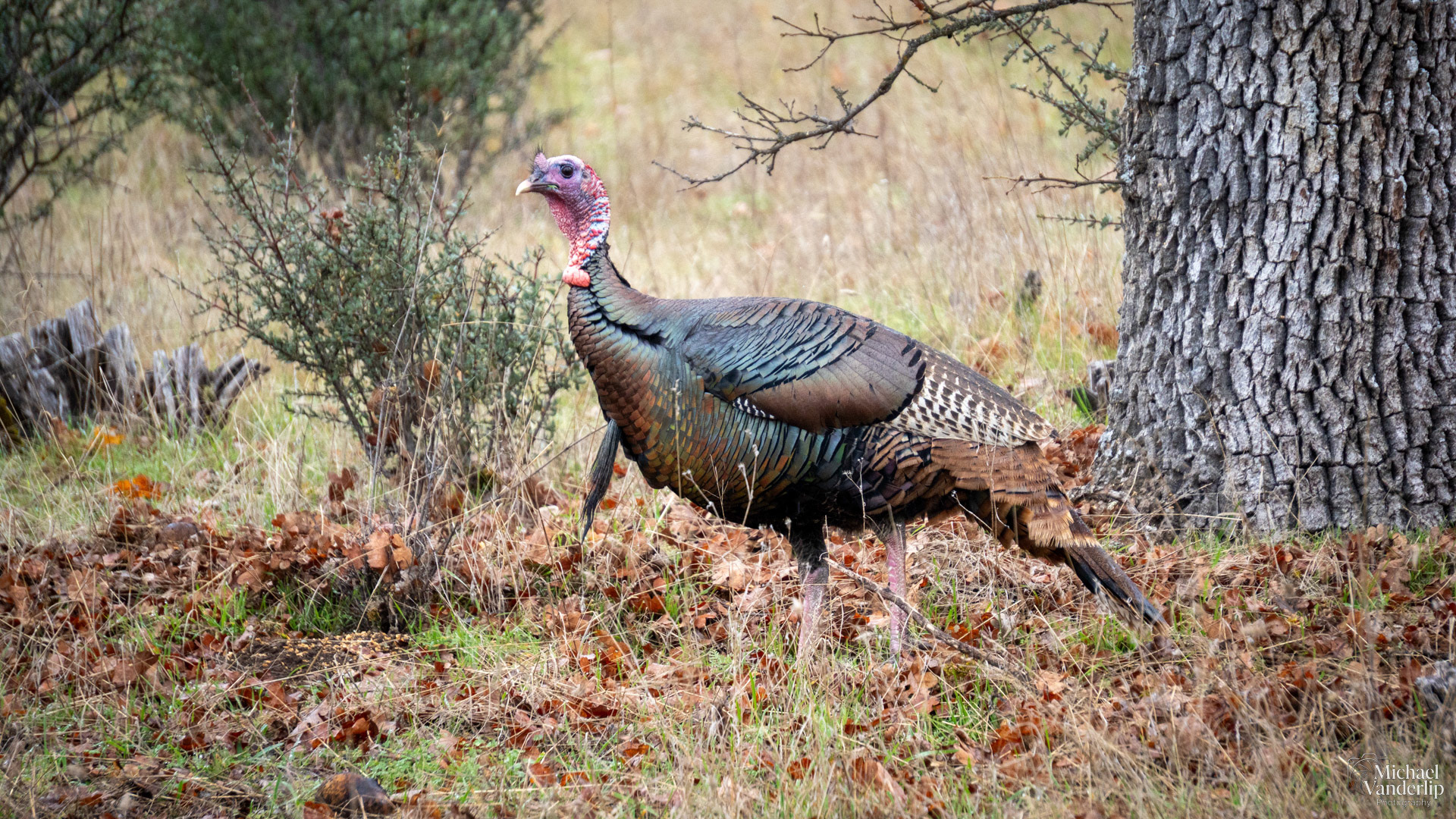 Wild Turkey on the Lower Table Rock Trail, Central Point, Oregon.