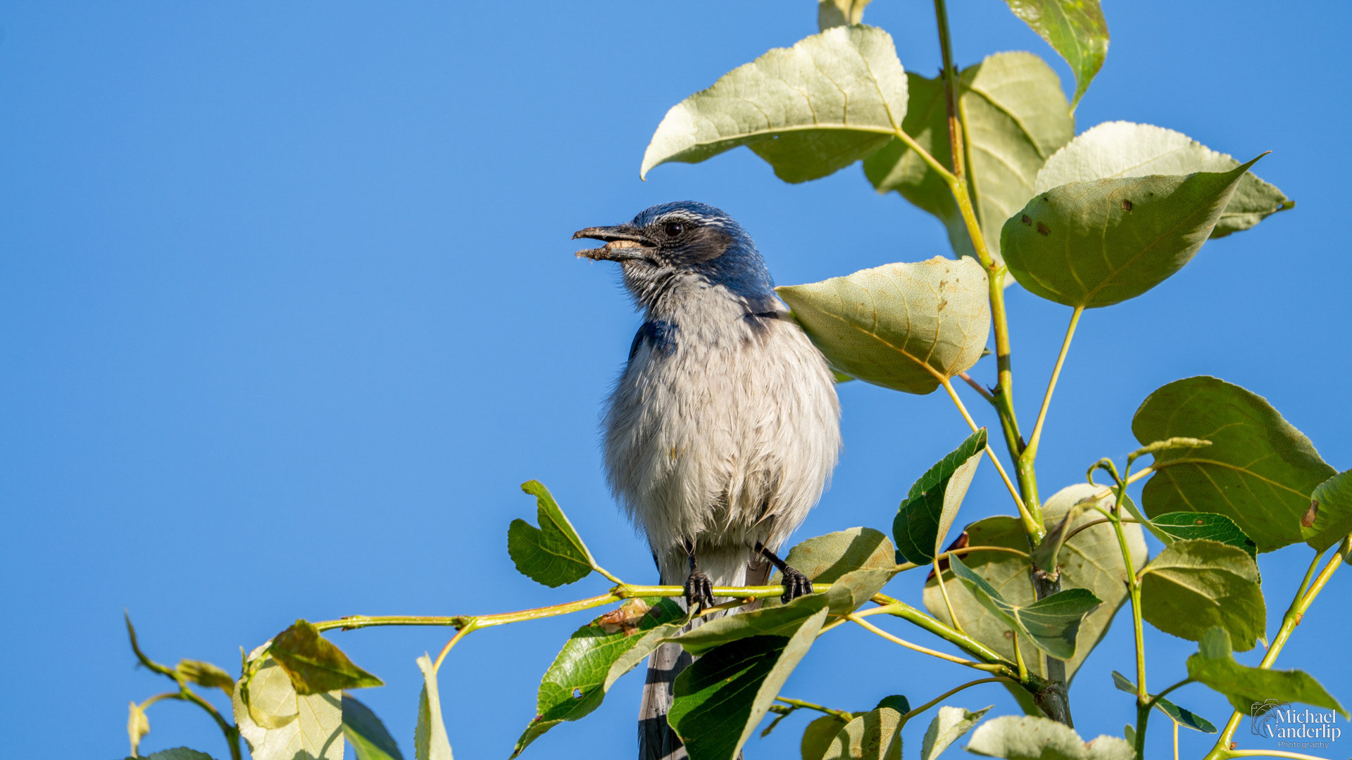 California Scrub Jay along the Bear Creek Greenway near Talent, Oregon.