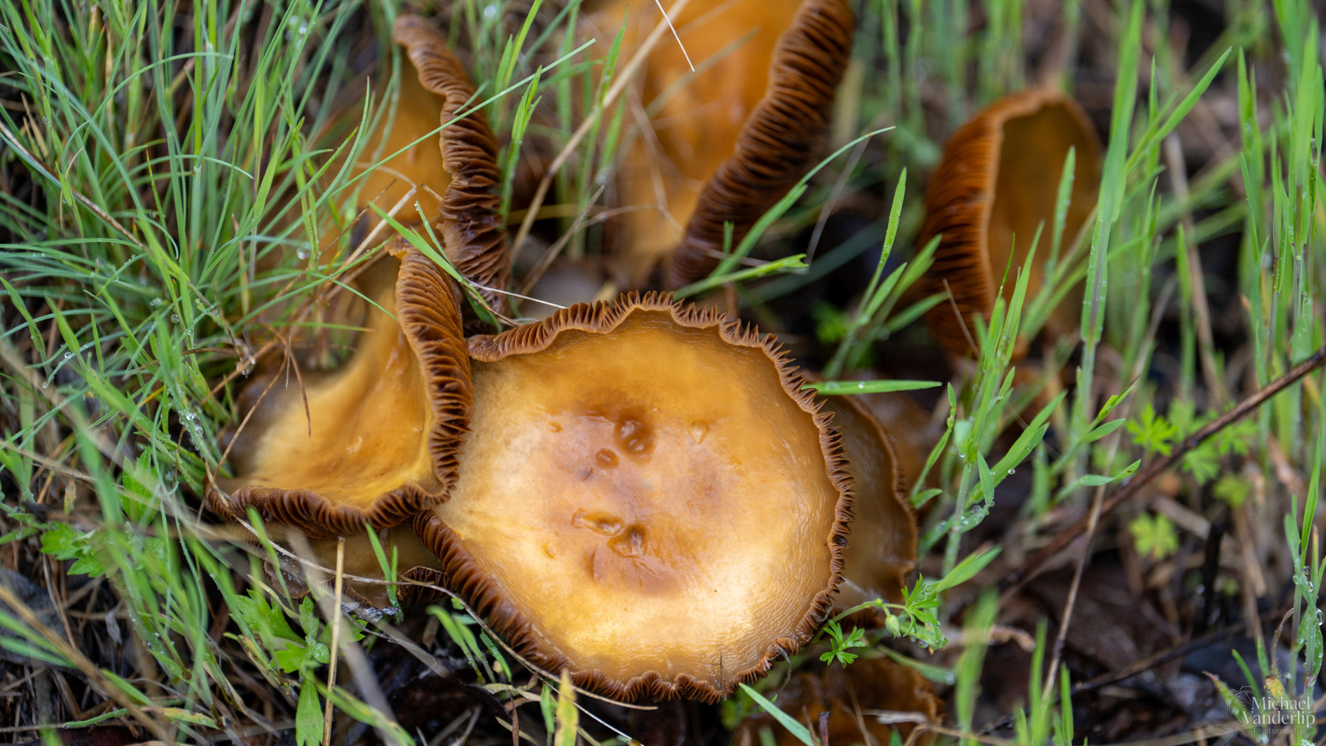 Wavy Cap Mushrooms along the Bear Creek Greenway near Talent, Oregon.