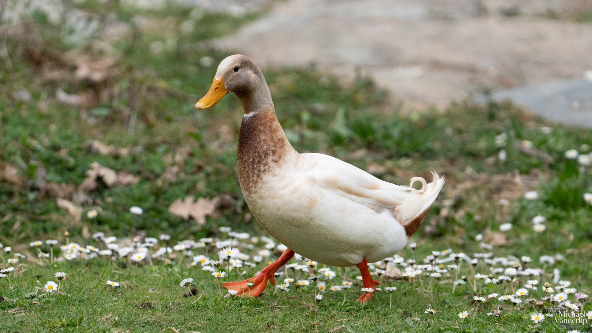 Domestic Goose on the loose in Riverside Park, Grant Pass, Oregon.