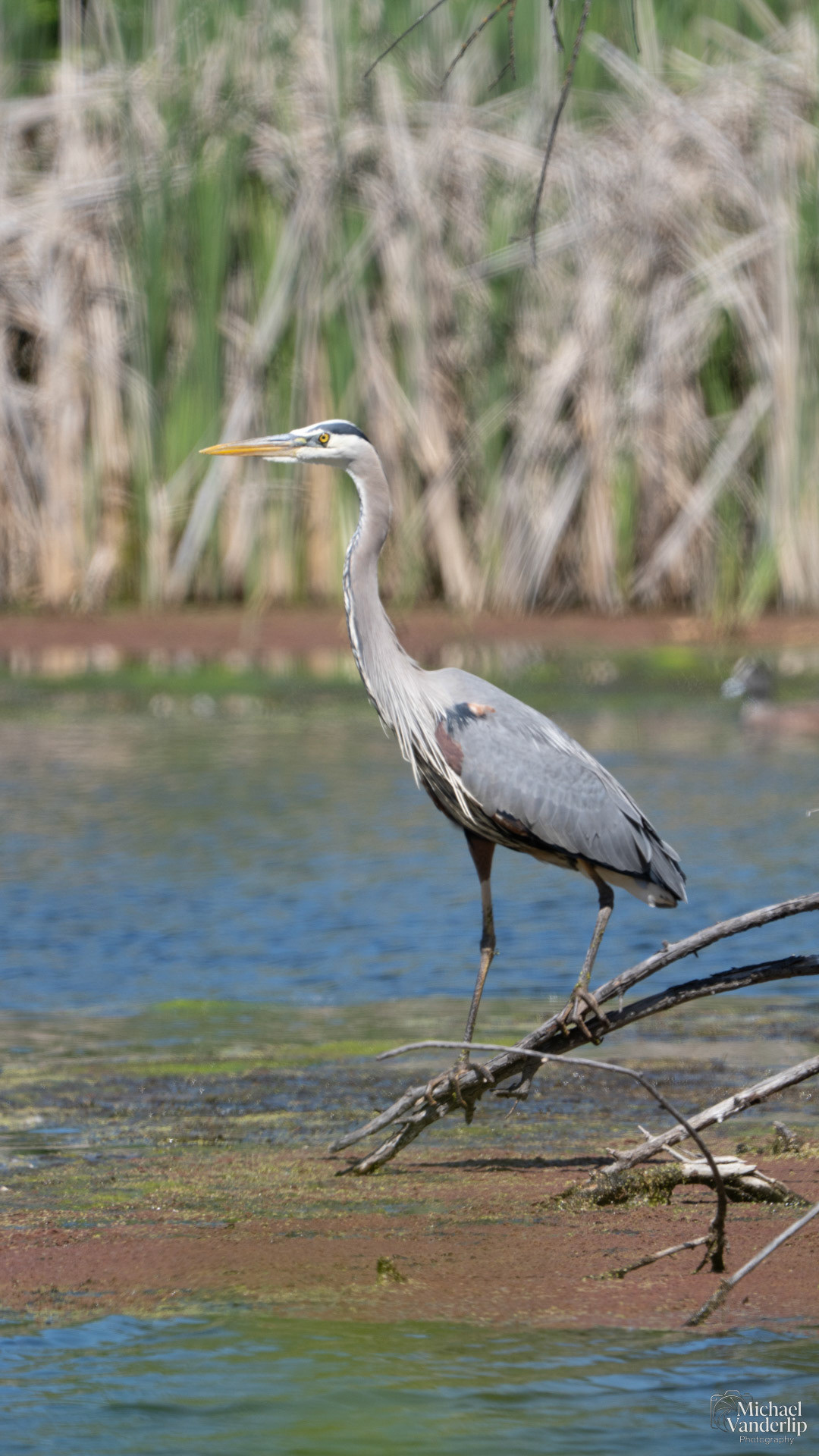 Great Blue Heron along the Bear Creek Greenway near Talent, Oregon.