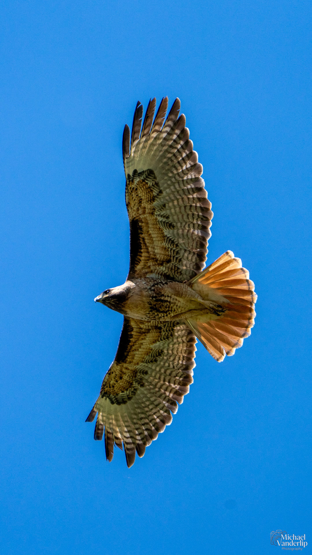 Red-Tailed Hawk along the Bear Creek Greenway near Talent, Oregon.