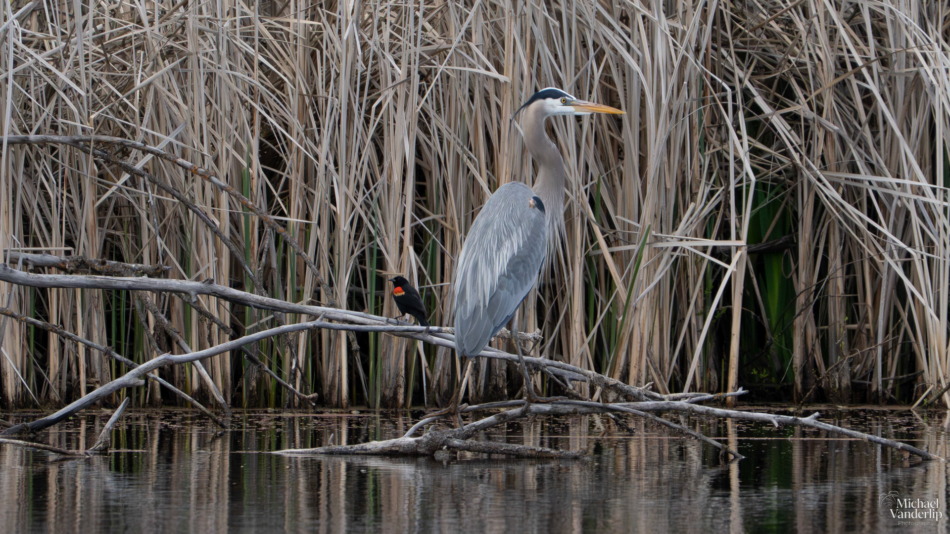 Great Blue Heron and Red Winged Black Bird along the Bear Creek Greenway near Talent, Oregon.
