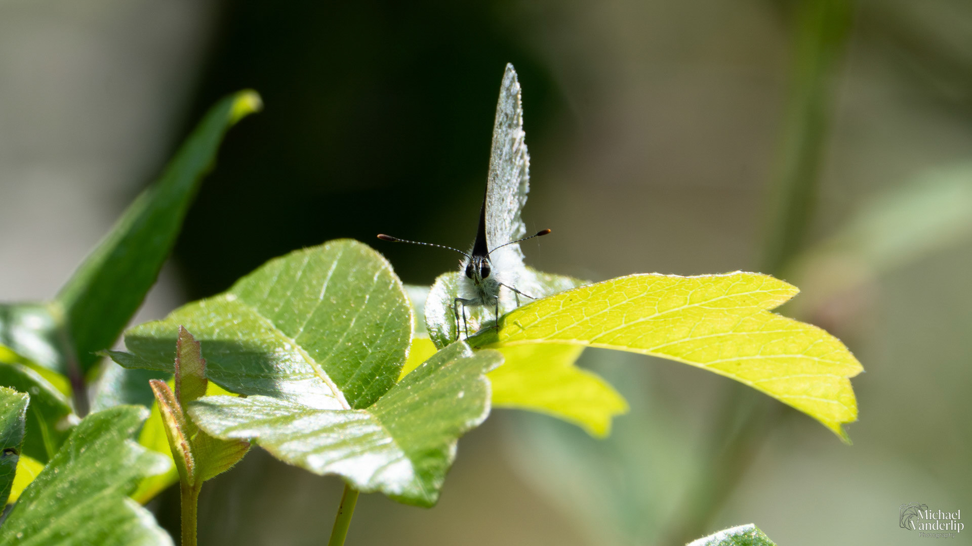 Azure Butterfly along the White Rabbit Trail near Ashland, Oregon.