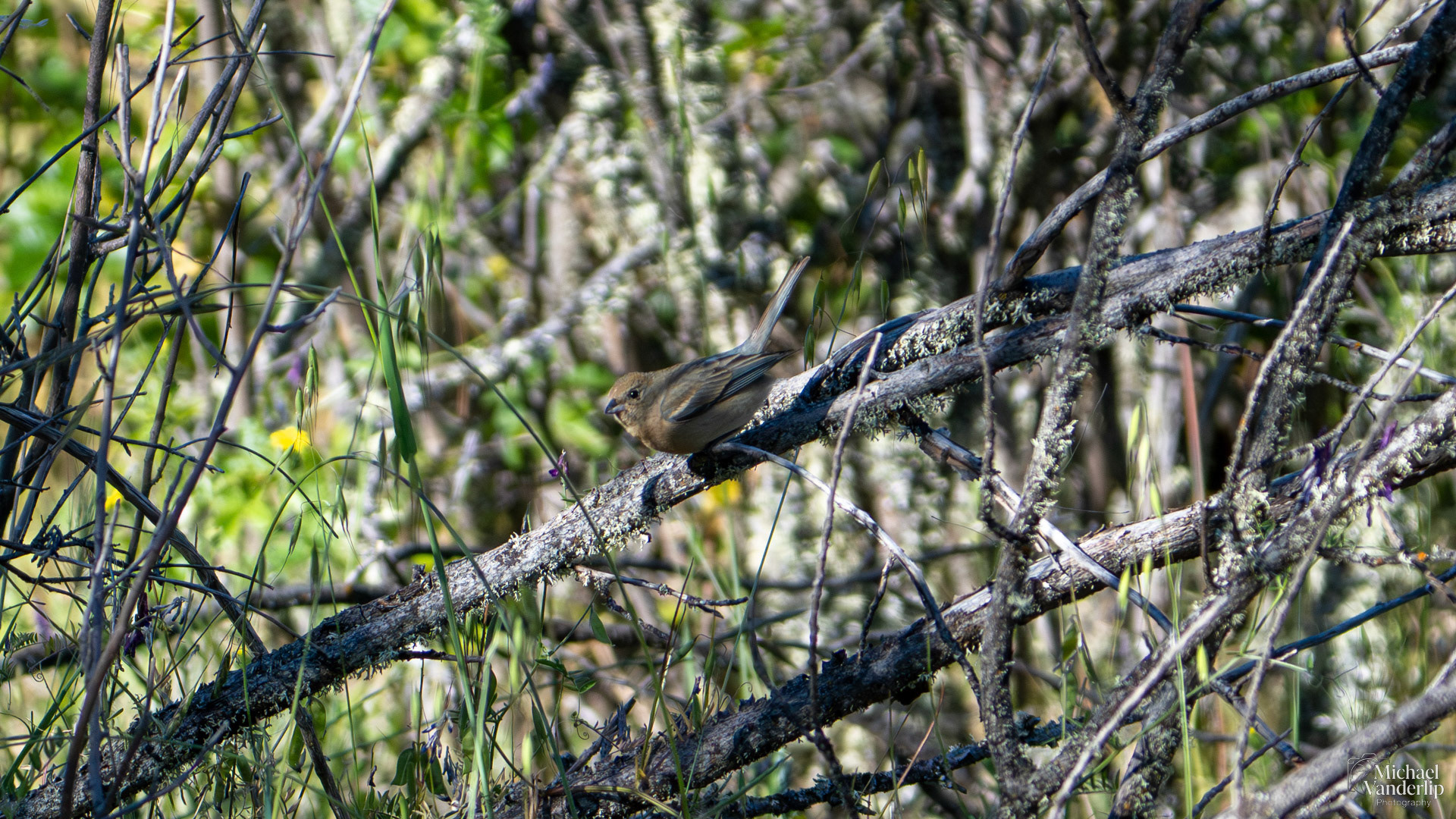 Varied Bunting along the Roxy Ann Trail, Medford, Oregon.