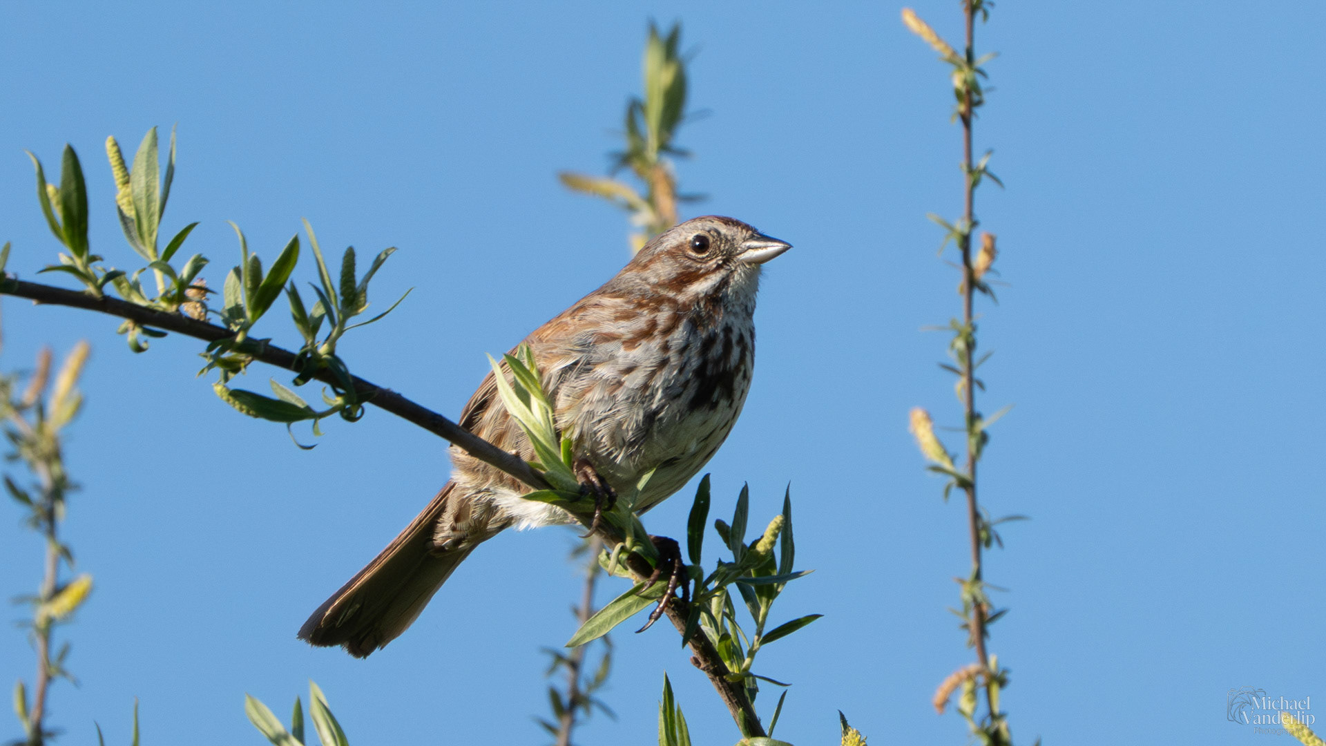 Song Sparrow along the Bear Creek Greenway near Talent, Oregon.