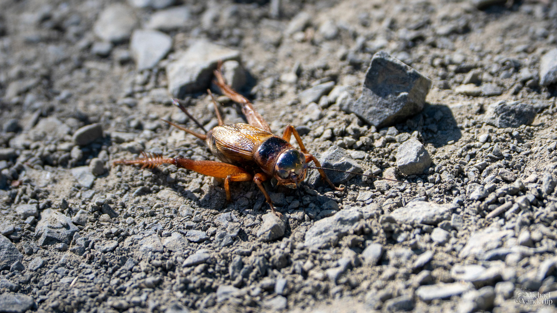 Field Cricket along the Upper Table Rock Trail, Central Point, Oregon.