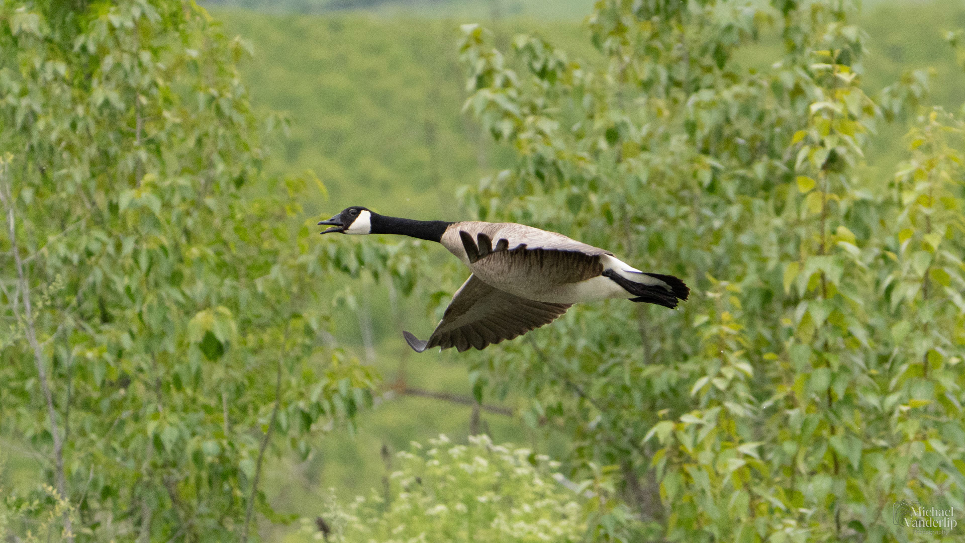 Canada Goose along the Bear Creek Greenway near Talent, Oregon.
