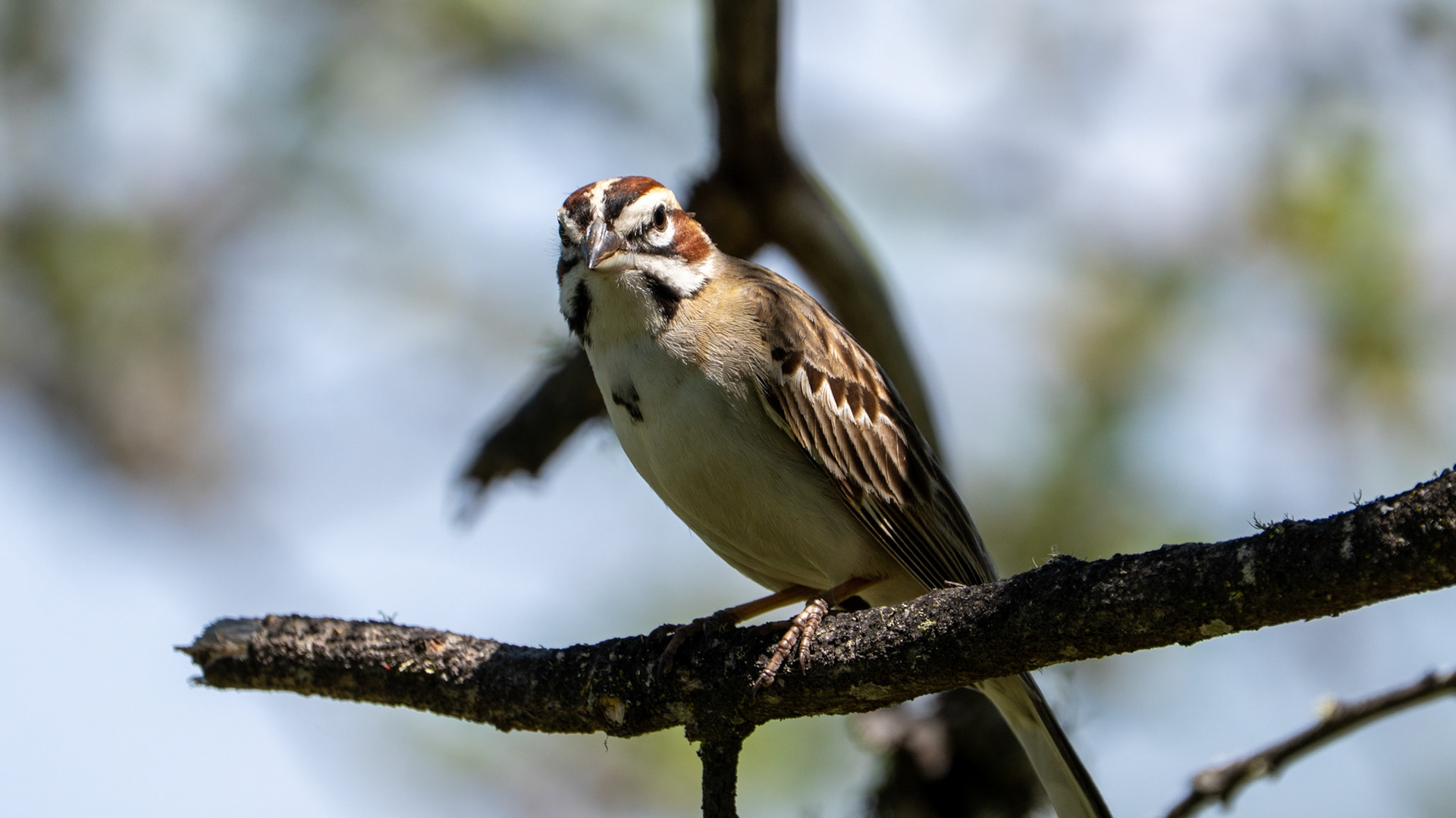 Lark Sparrow on Lower Table Rock, Central Point, Oregon.