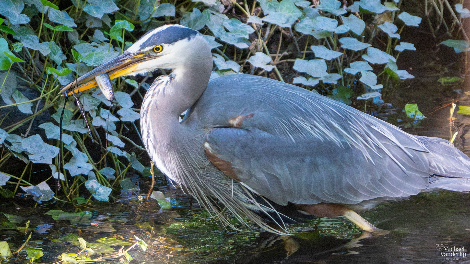 Great Blue Heron in Lithia Park, Ashland, Oregon.
