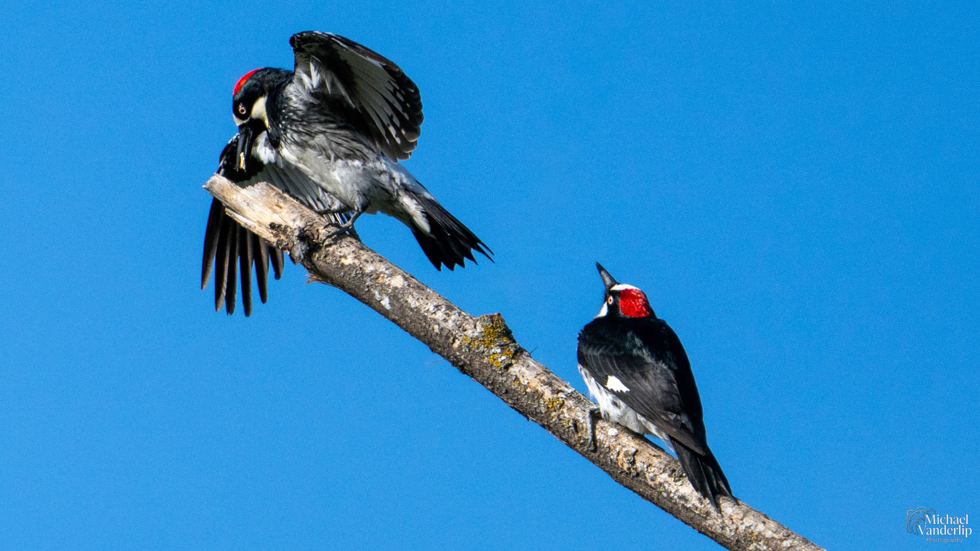 Acorn Woodpecker along the Bear Creek Greenway near Talent, Oregon.