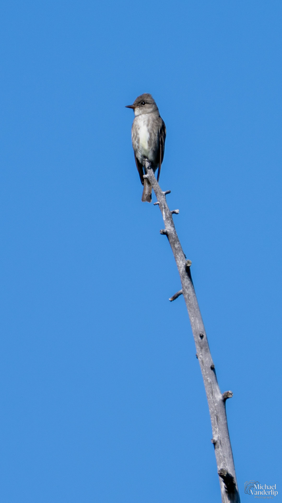Olive-Sided Flycatcher along the Roxy Ann Trail, Medford, Oregon.