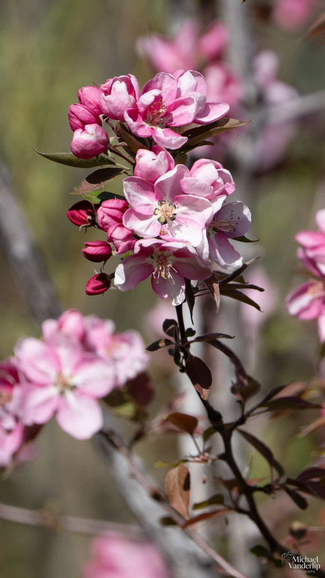 Crabapple Blossoms along the Bear Creek Greenway near Talent, Oregon.