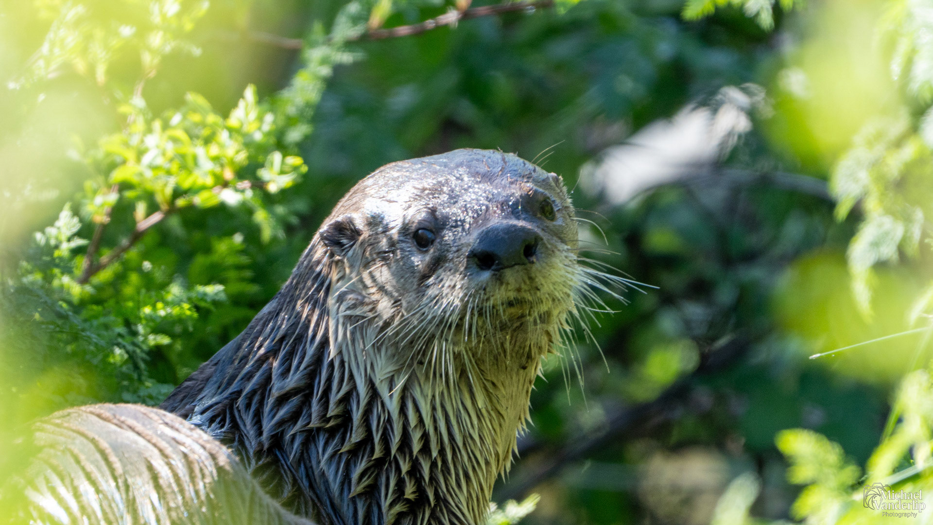 River Otter along the Bear Creek Greenway near Talent, Oregon.