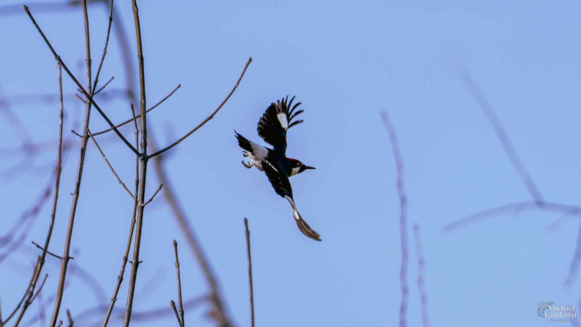 Acorn Woodpecker along the Bear Creek Greenway near Talent, Oregon.
