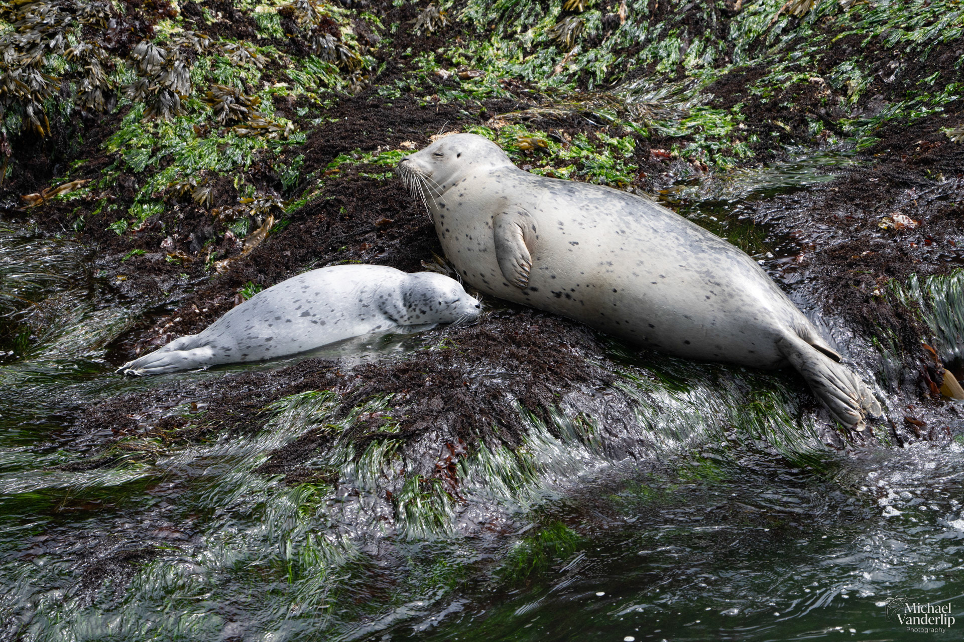 Harbor Seals along the coast, Depoe Bay, Oregon.