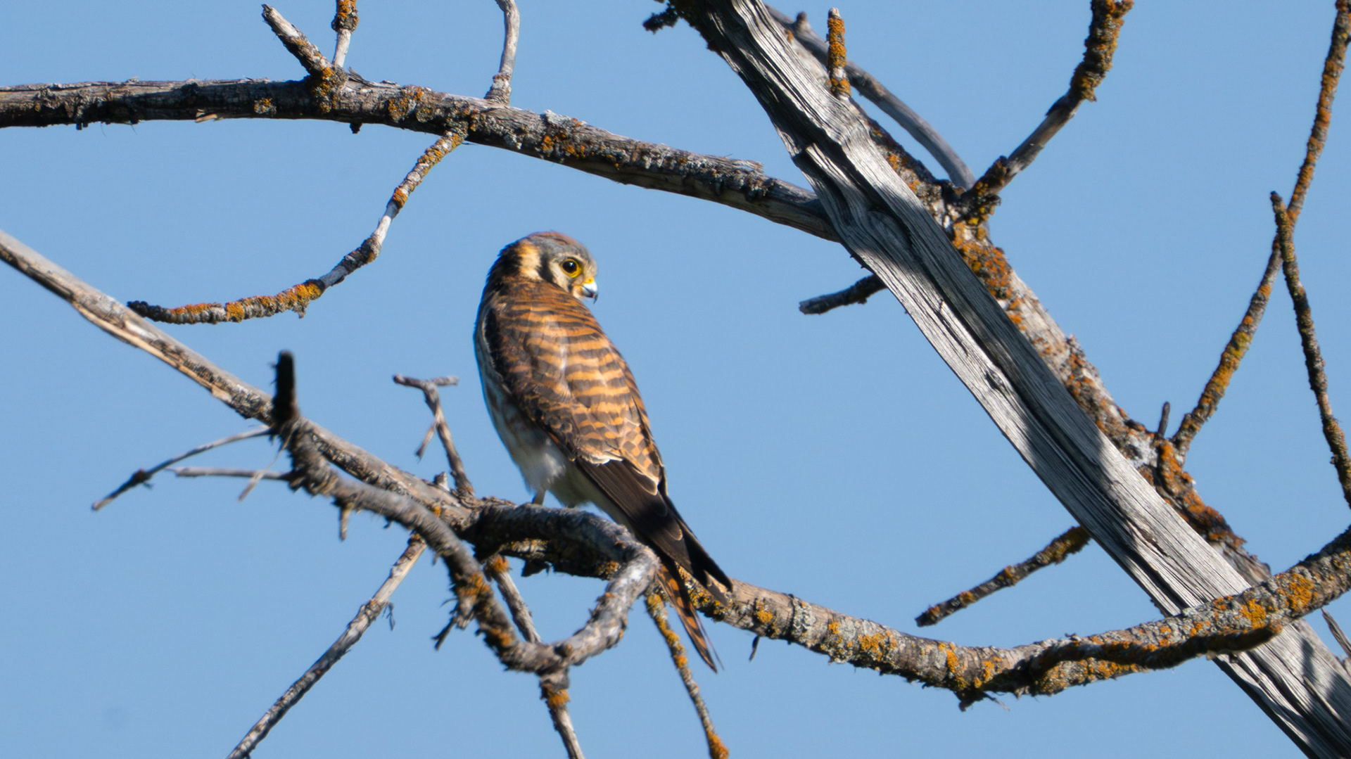 American Kestrel along the Bear Creek Greenway near Talent, Oregon.