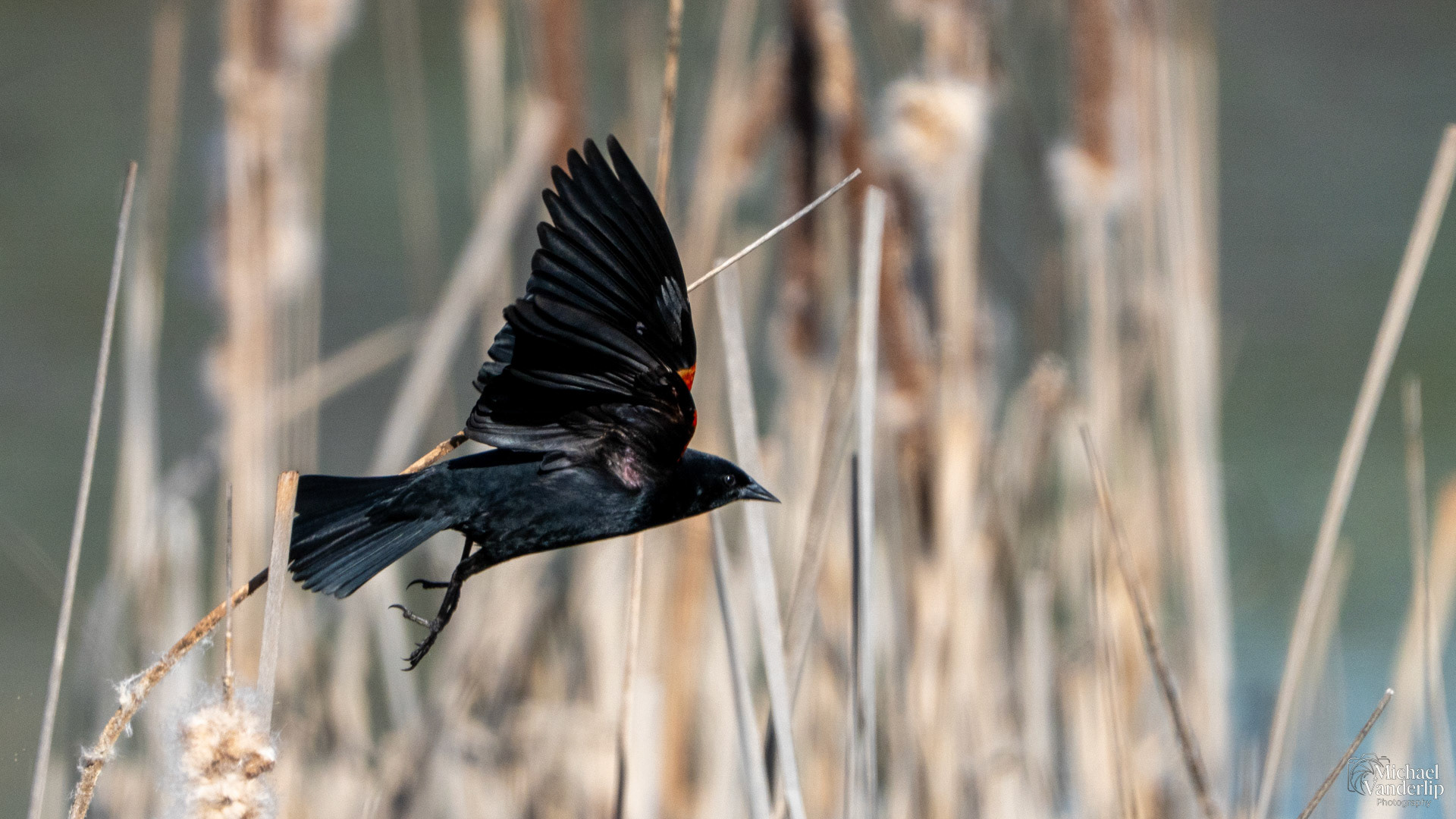 Red Winged Black Bird
