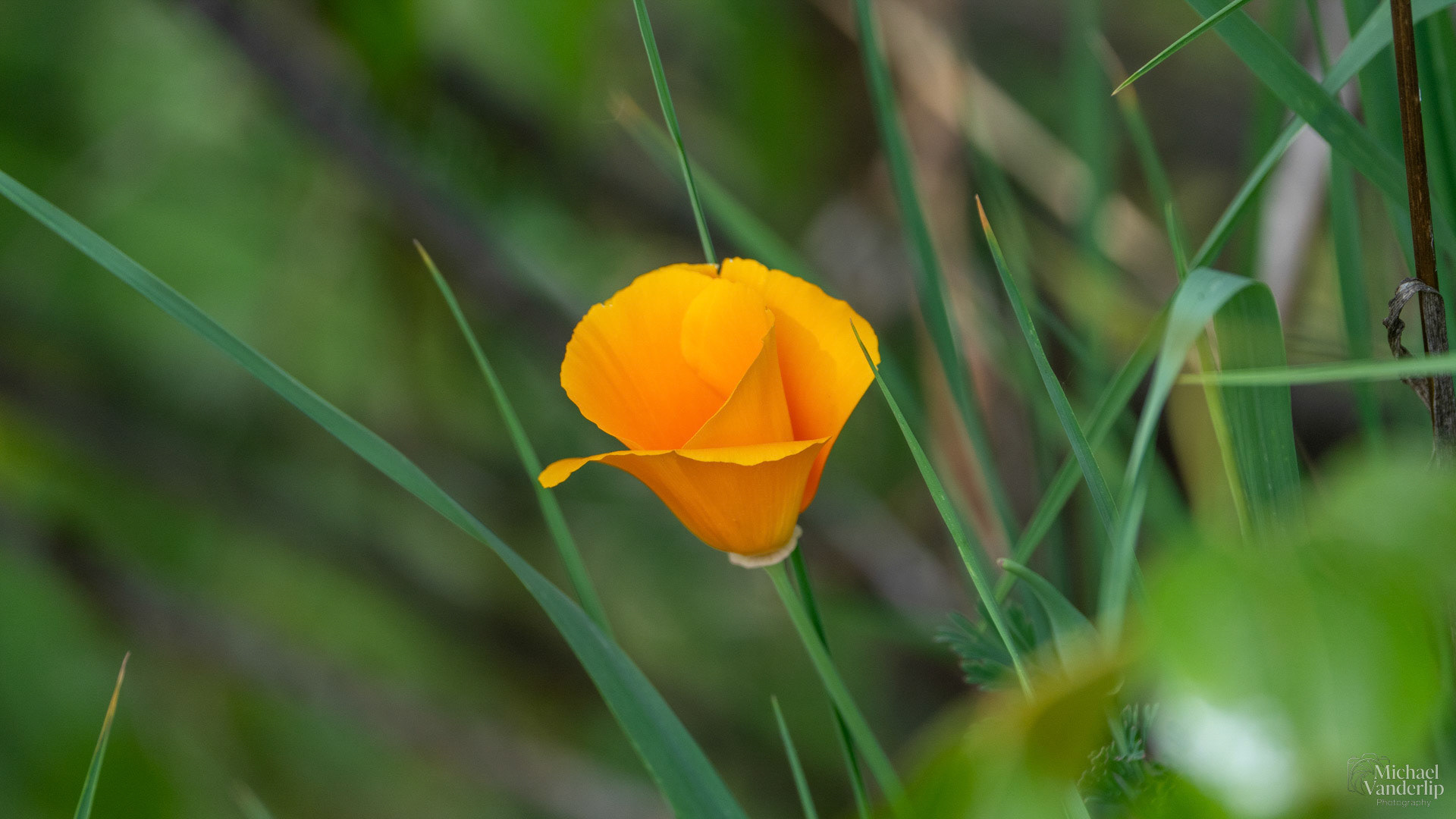 California Poppy along the Bear Creek Greenway near Talent.