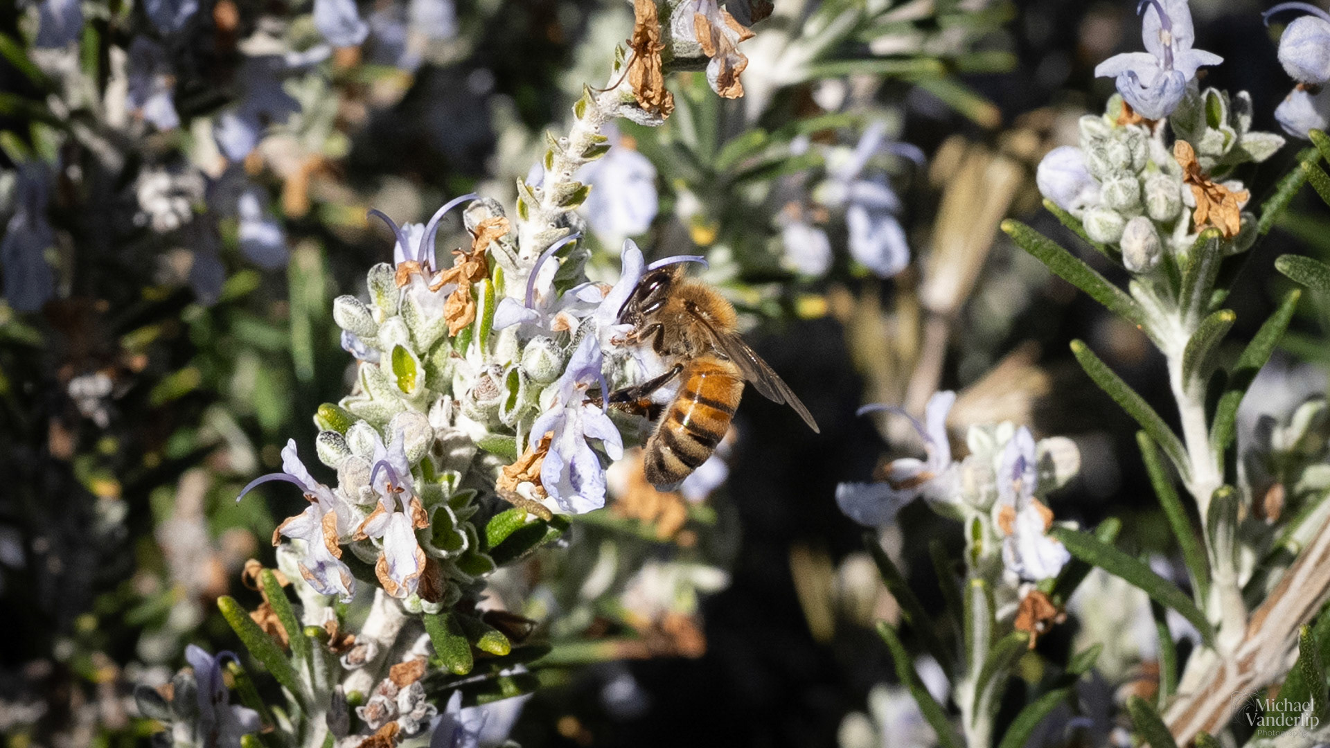 Honey Bee on Rosemary in Talent, Oregon.