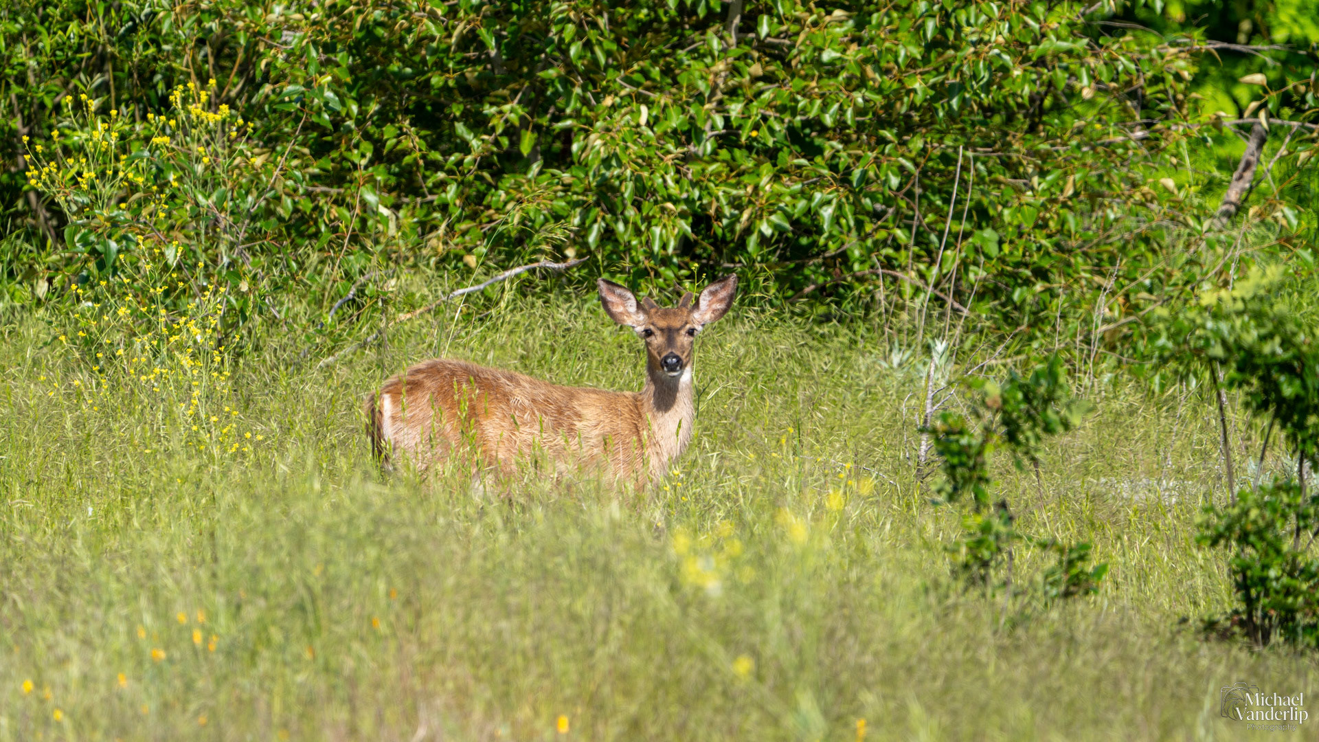 Black Tail Deer along the Bear Creek Greenway near Talent, Oregon.