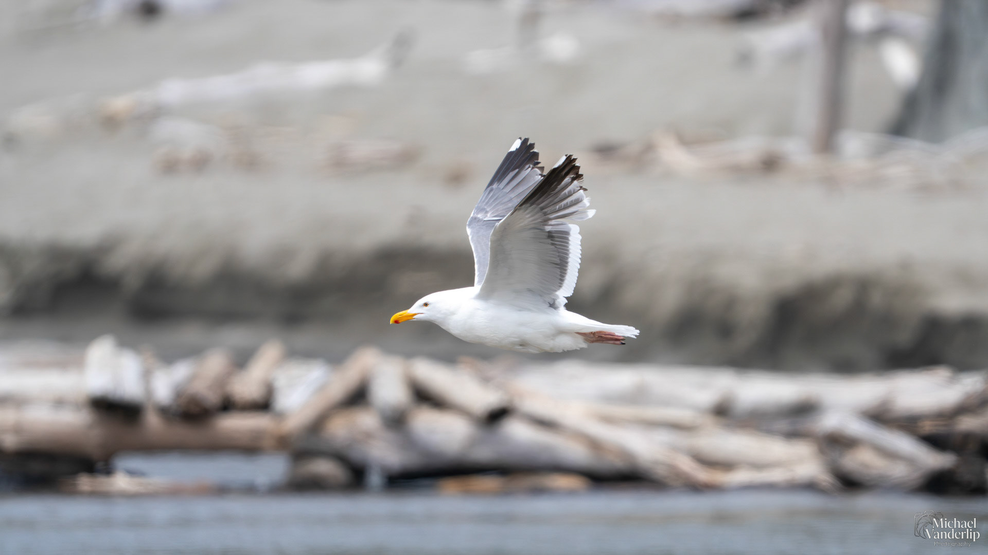 American Herring Gull on the coast at Harris Beach, Brookings, Oregon