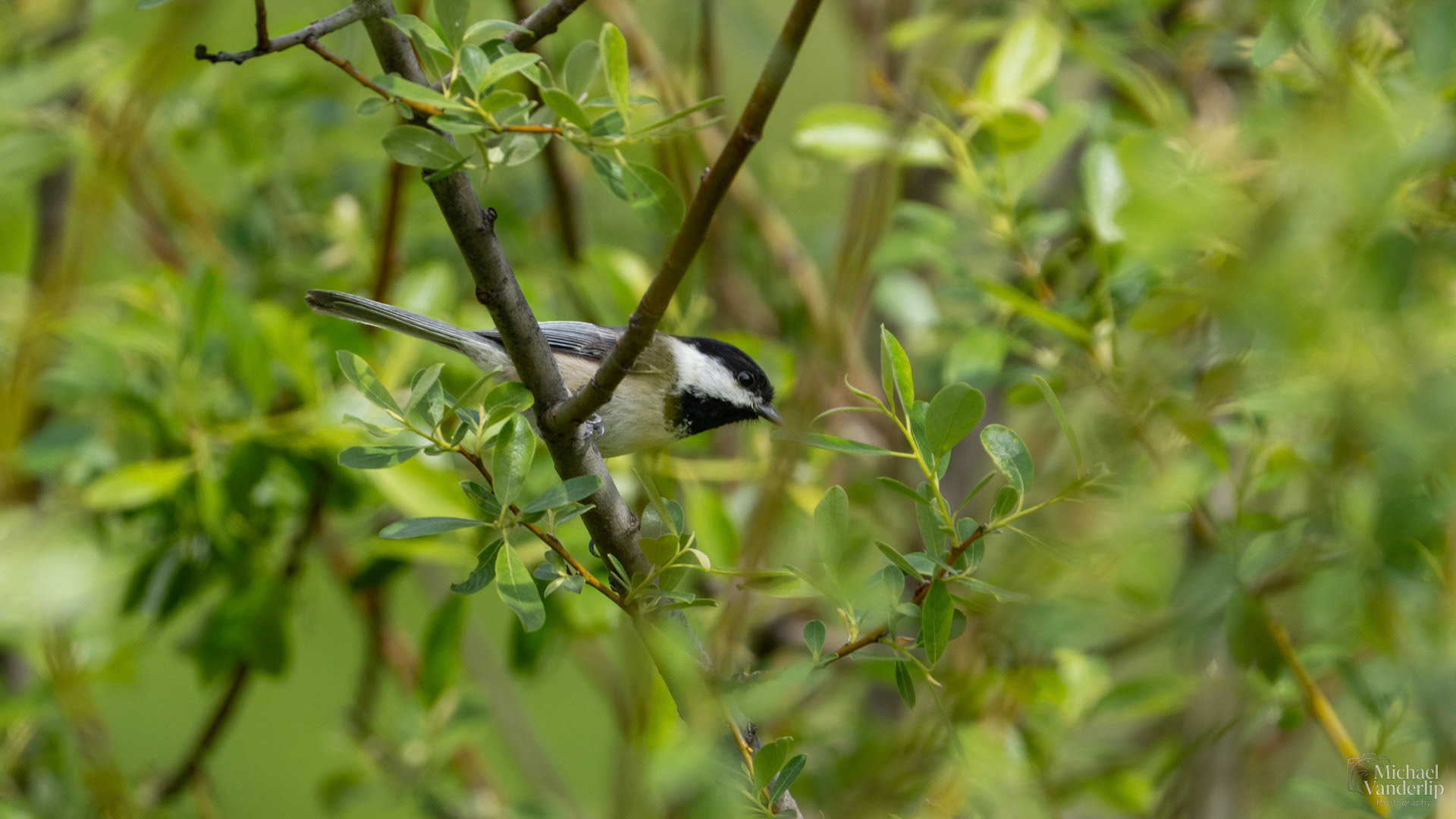Black Capped Chickadee along the Bear Creek Greenway near Talent, Oregon.