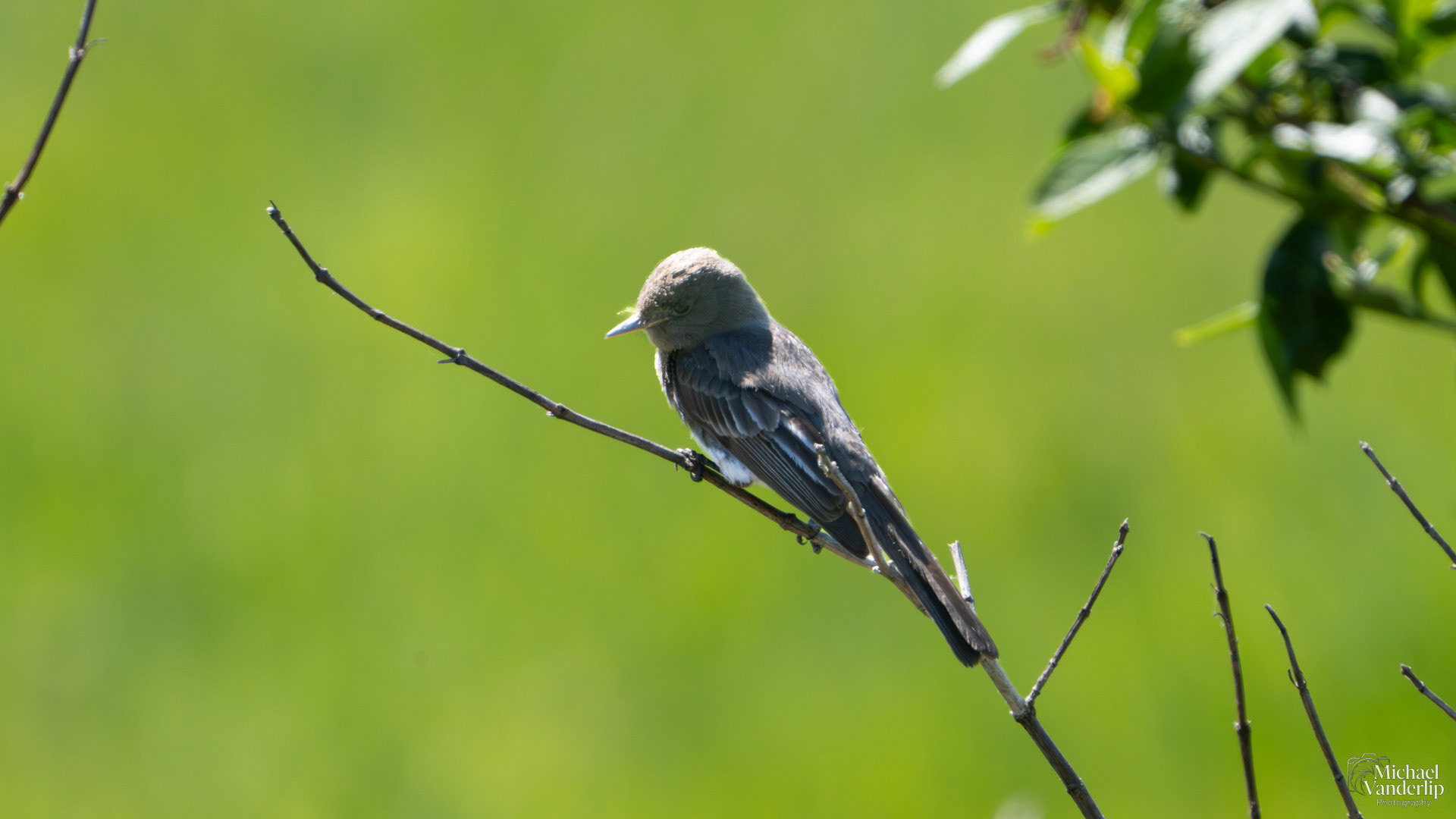Western Wood-Pewee along the Umpqua River, near Reedsport, Oregon.