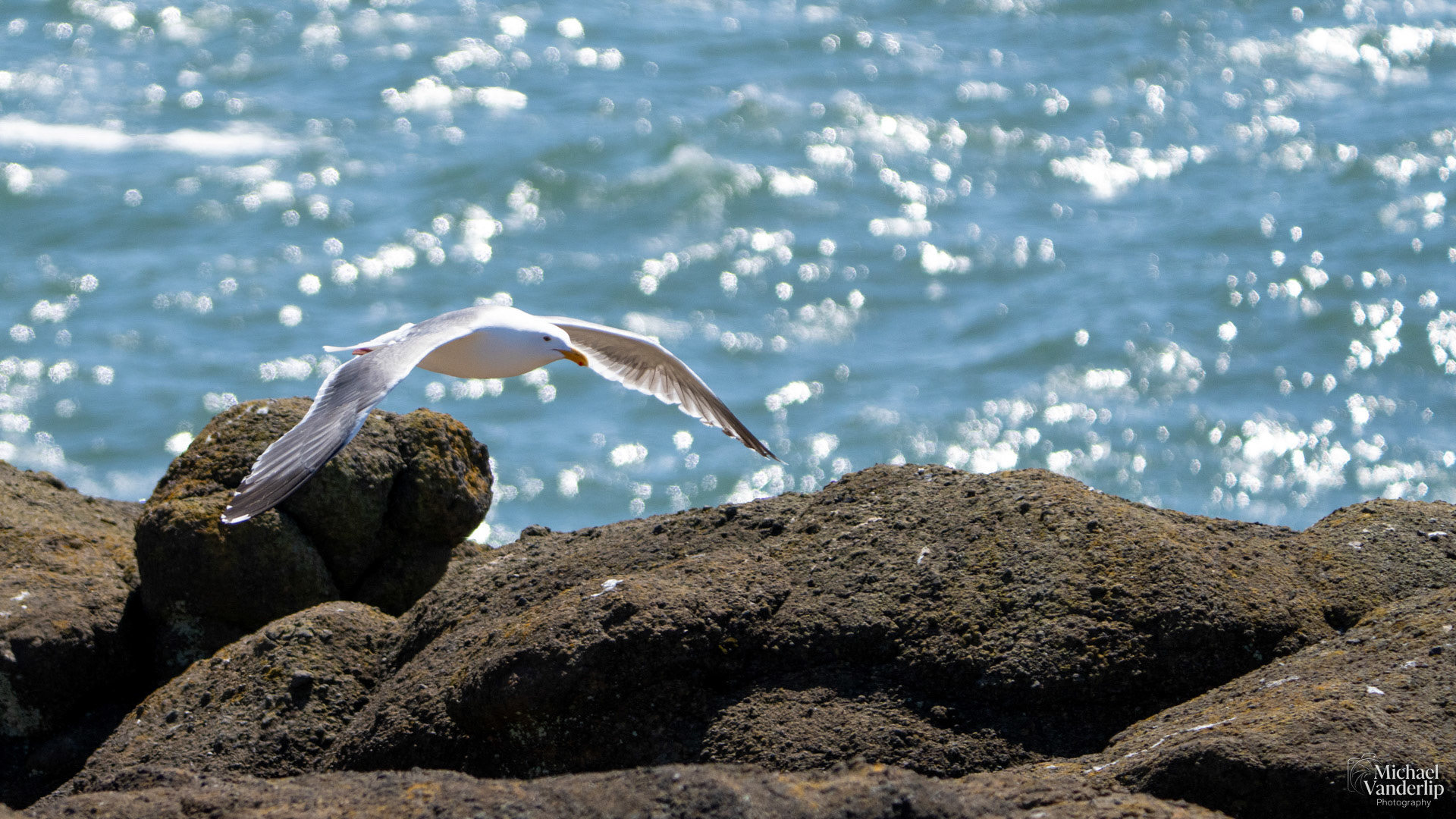 Seagull on the coast, Depoe Bay, Oregon.